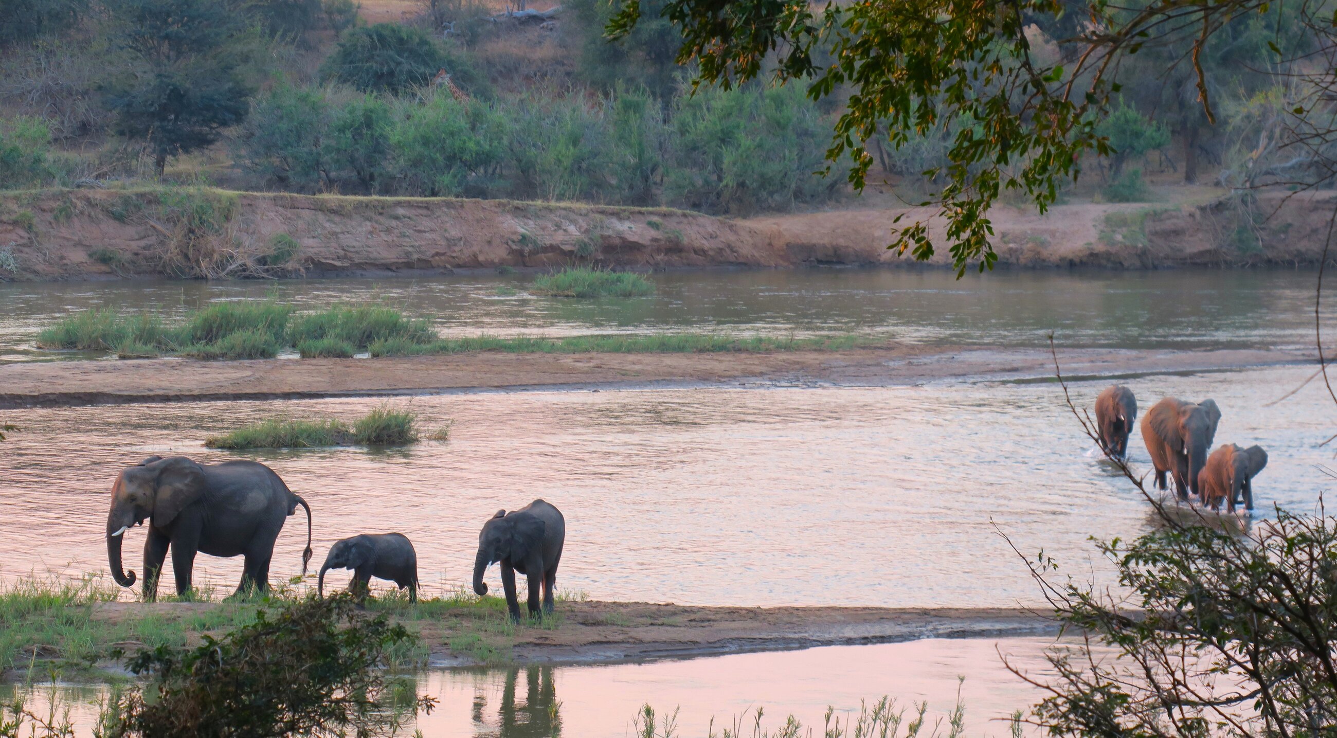 Elephant crossing the river (taken at Rusermi lodge)