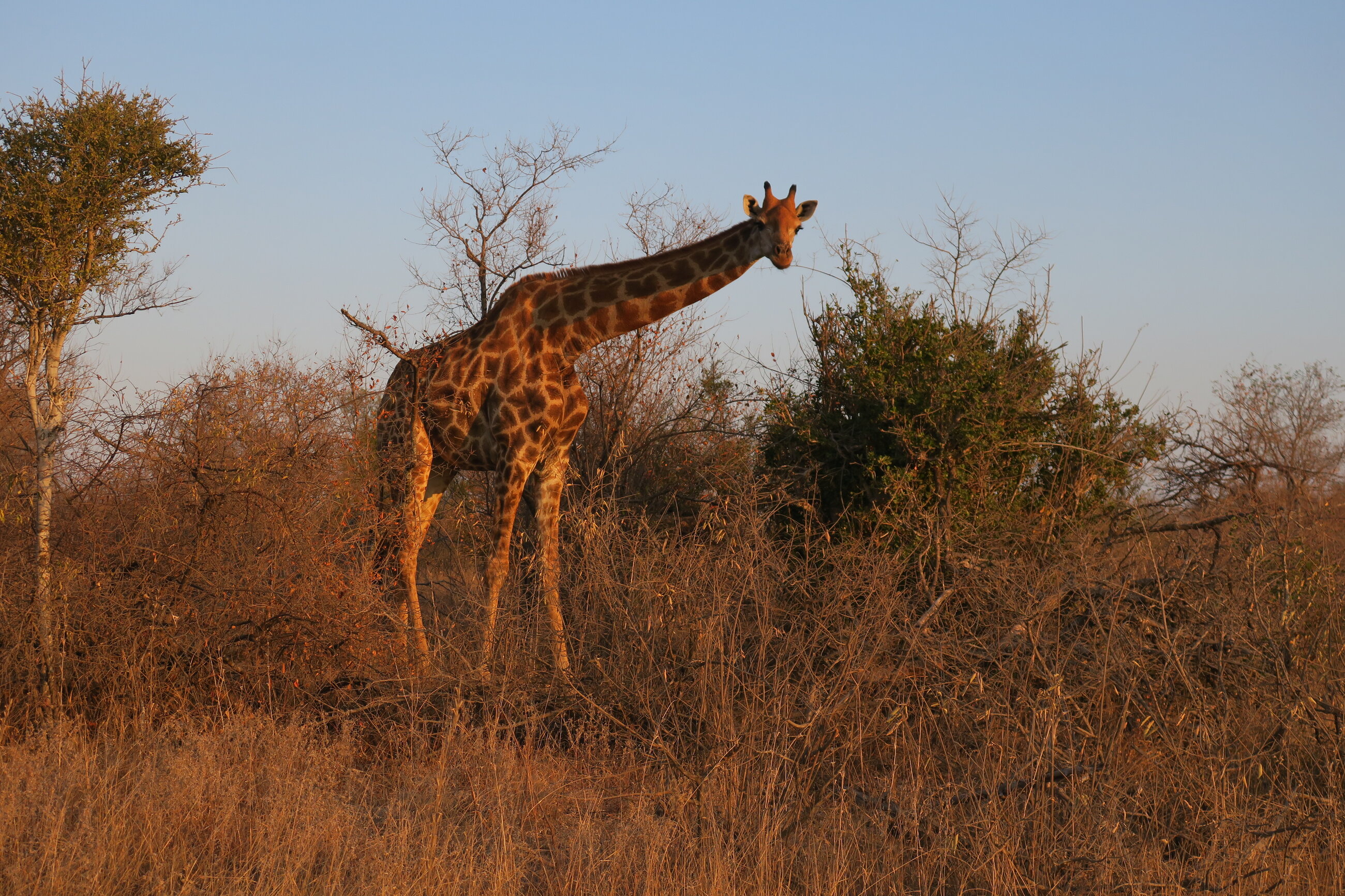 Giraffe at sunset time