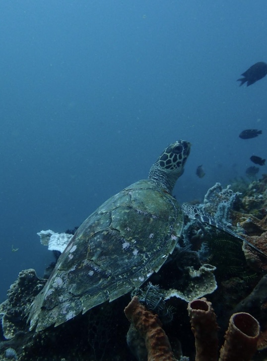 Turtle 