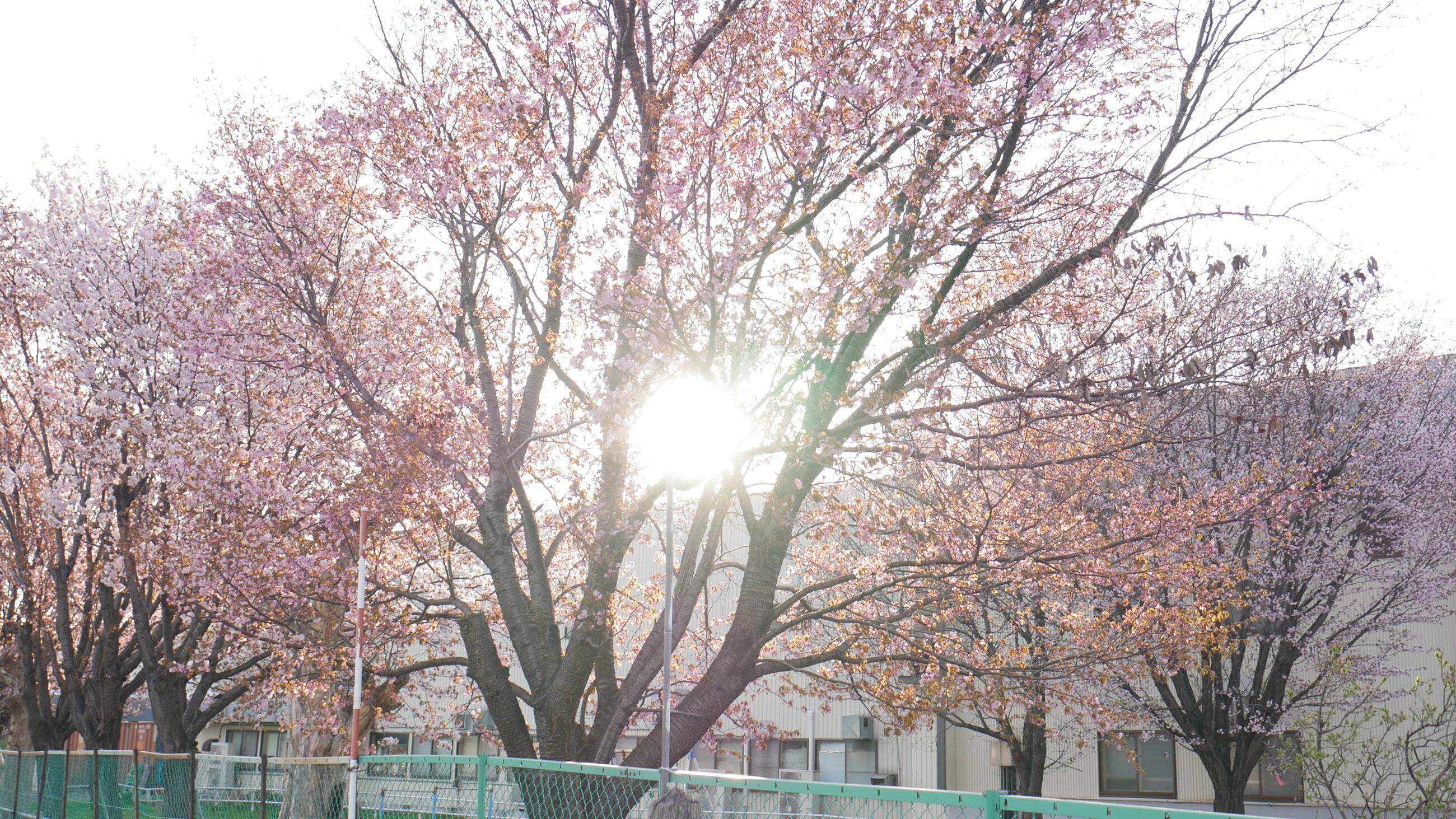 Seeing sakura for the first time