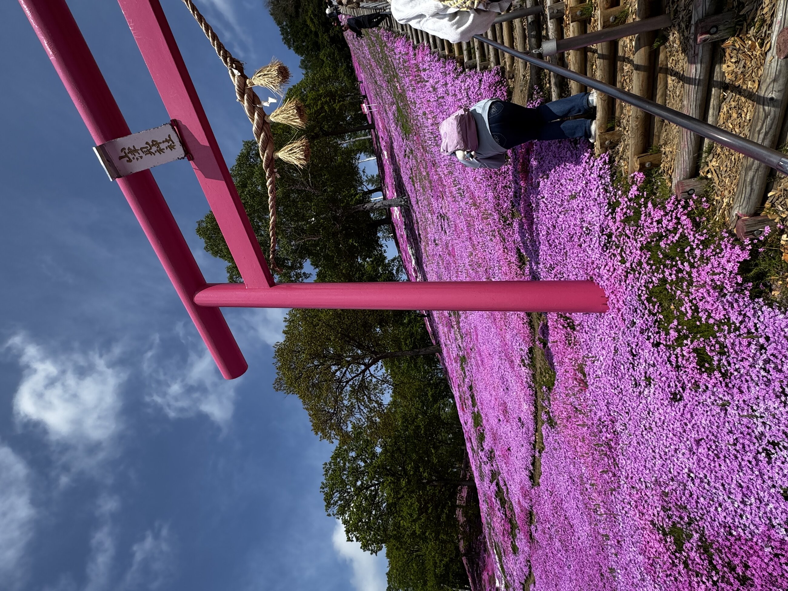 Higashimokoto Shibazakura flower park