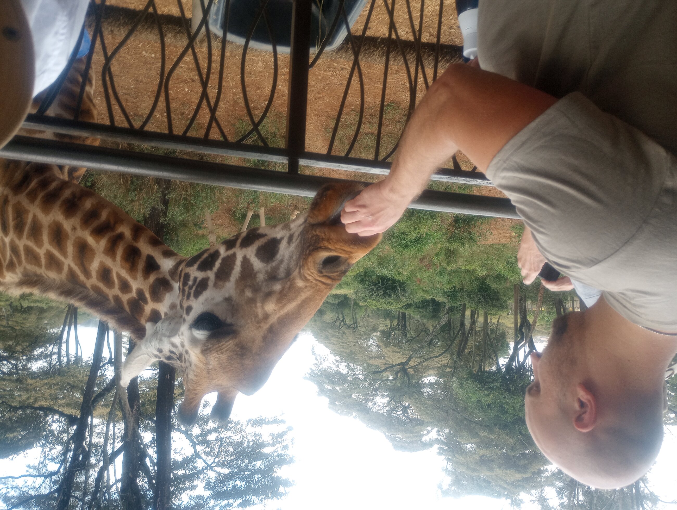 Giraffe 