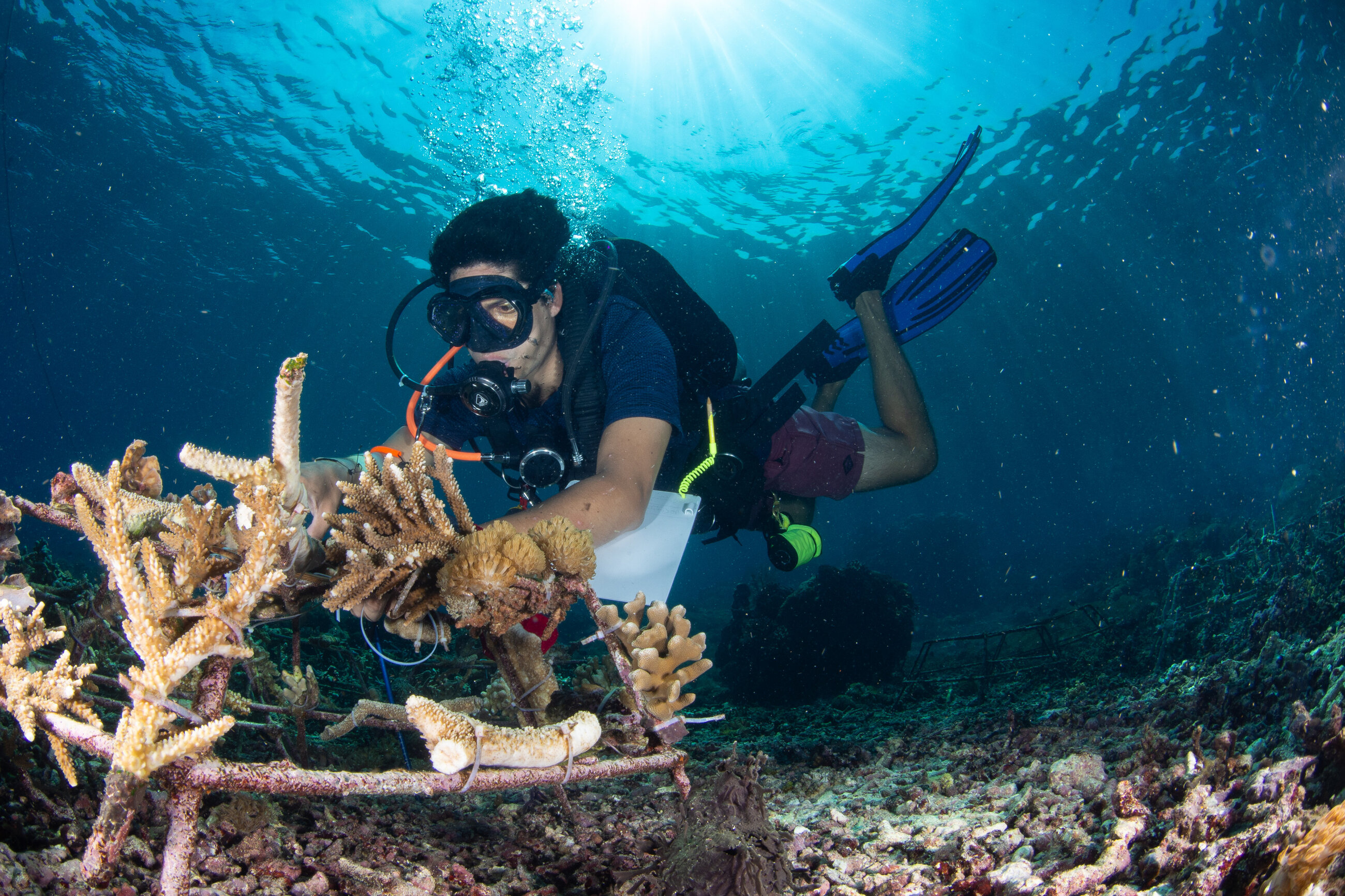 Coral Planting