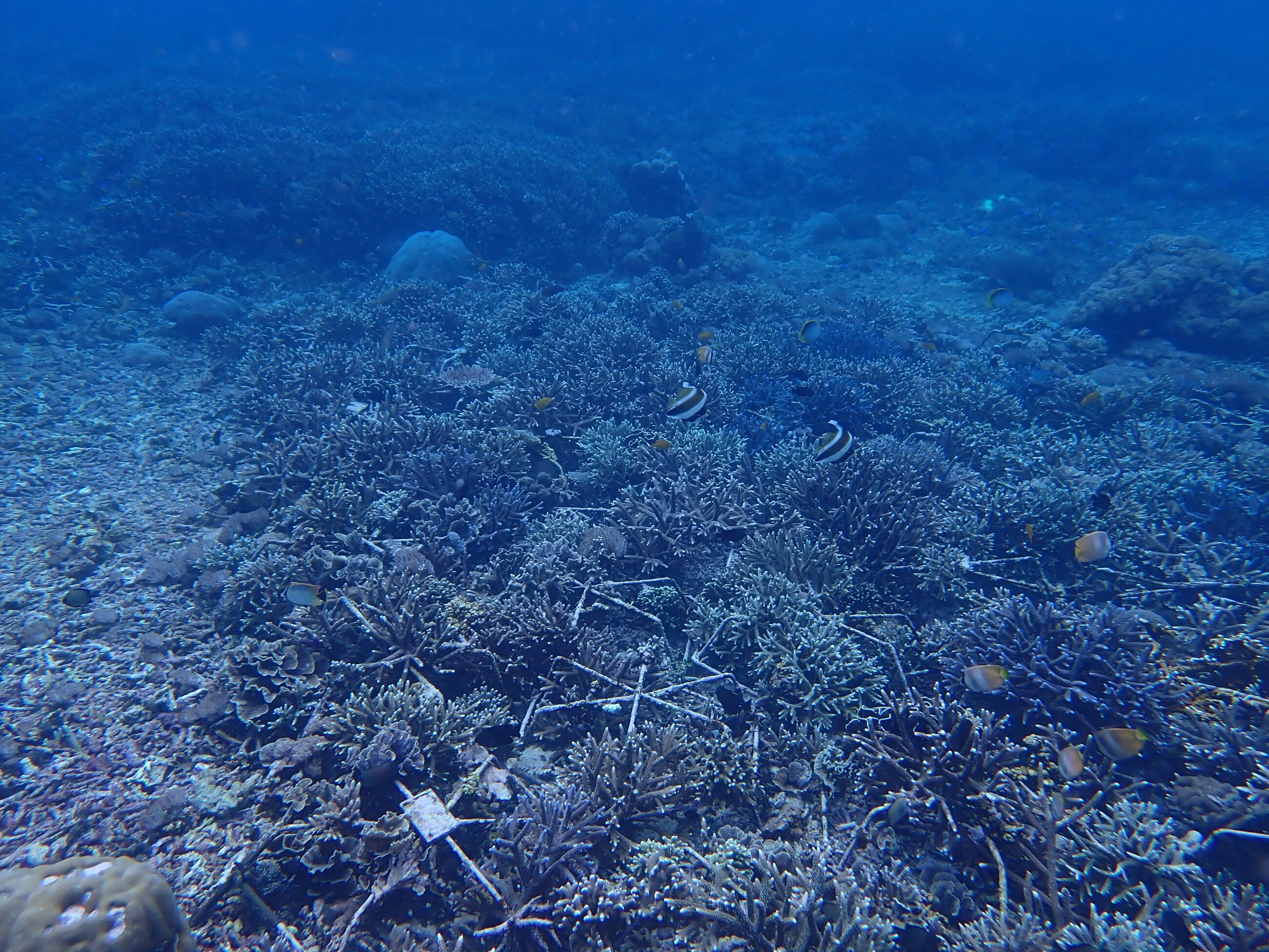 Project Laut Restoration Site