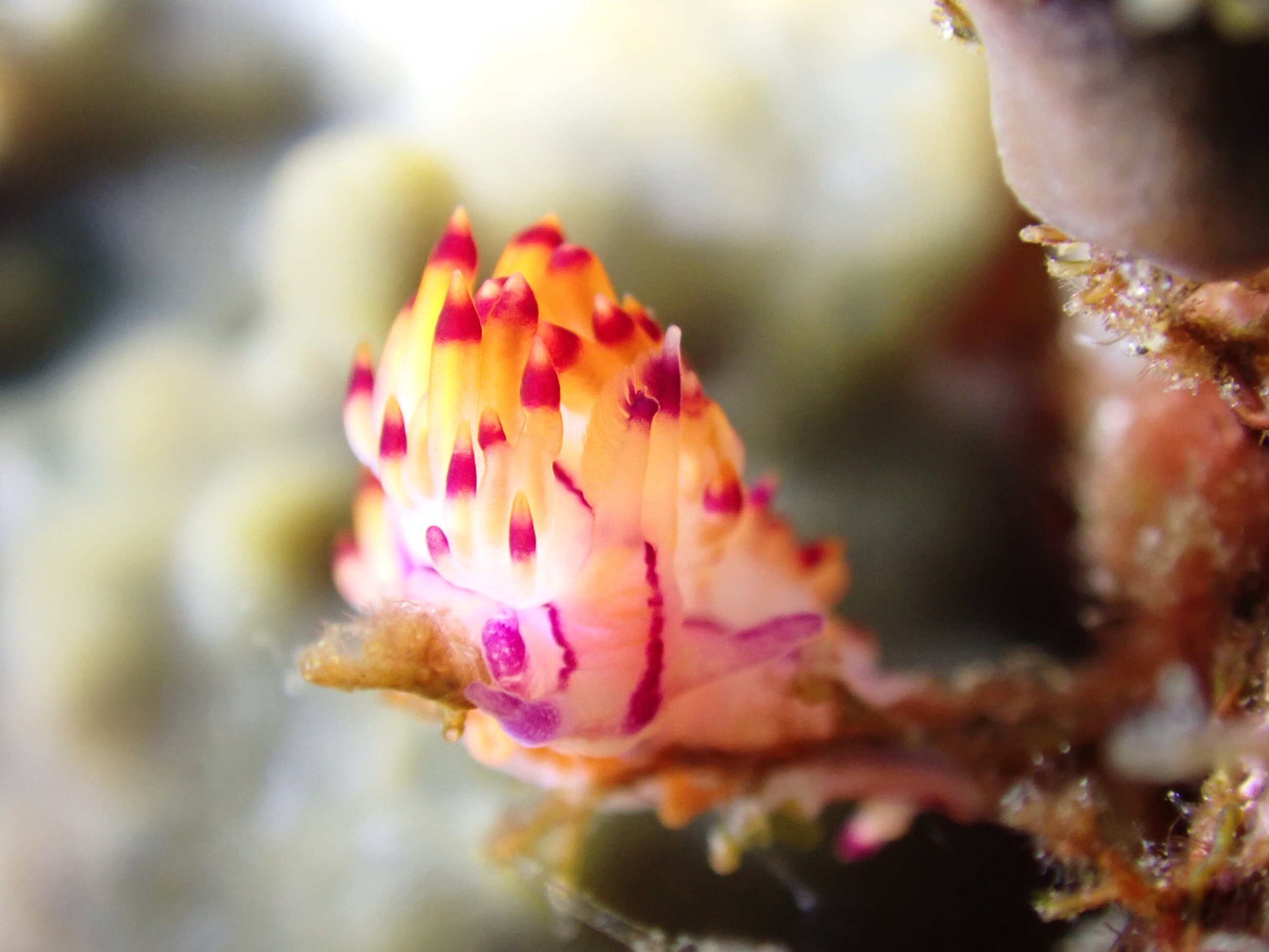 Nudibranch, Mangrove Point