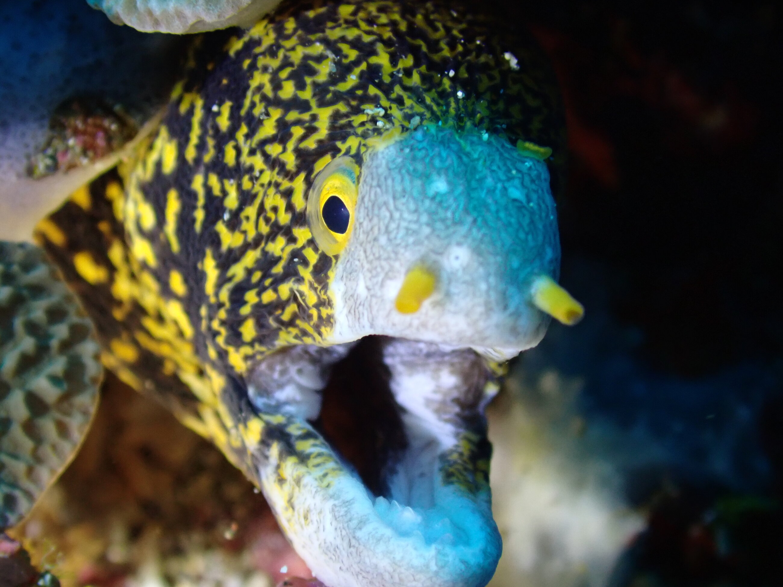 Snowflake Moray, Toyapakeh