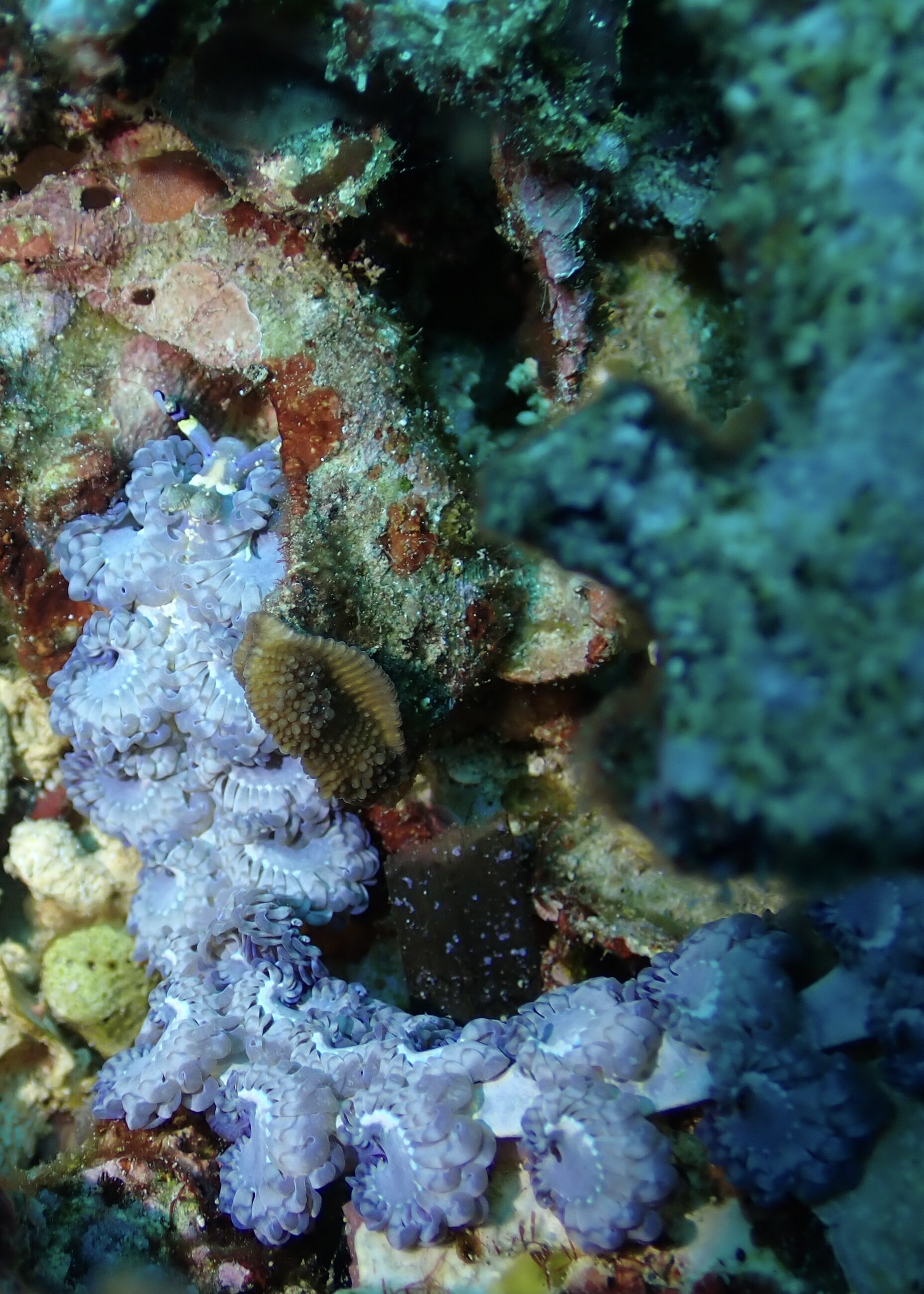 Blue Dragon Nudibranch, Batumulapan