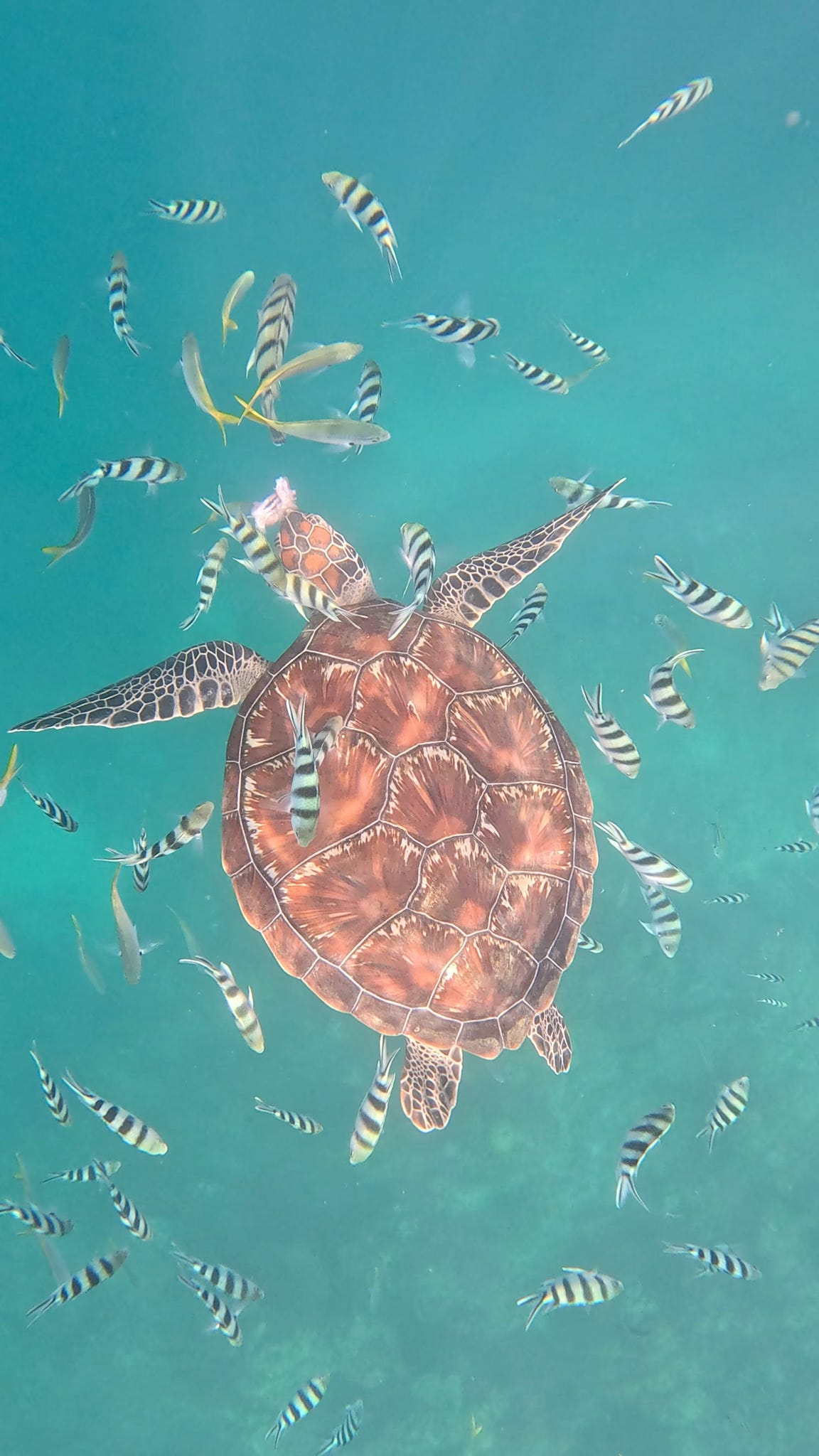 Turtle 