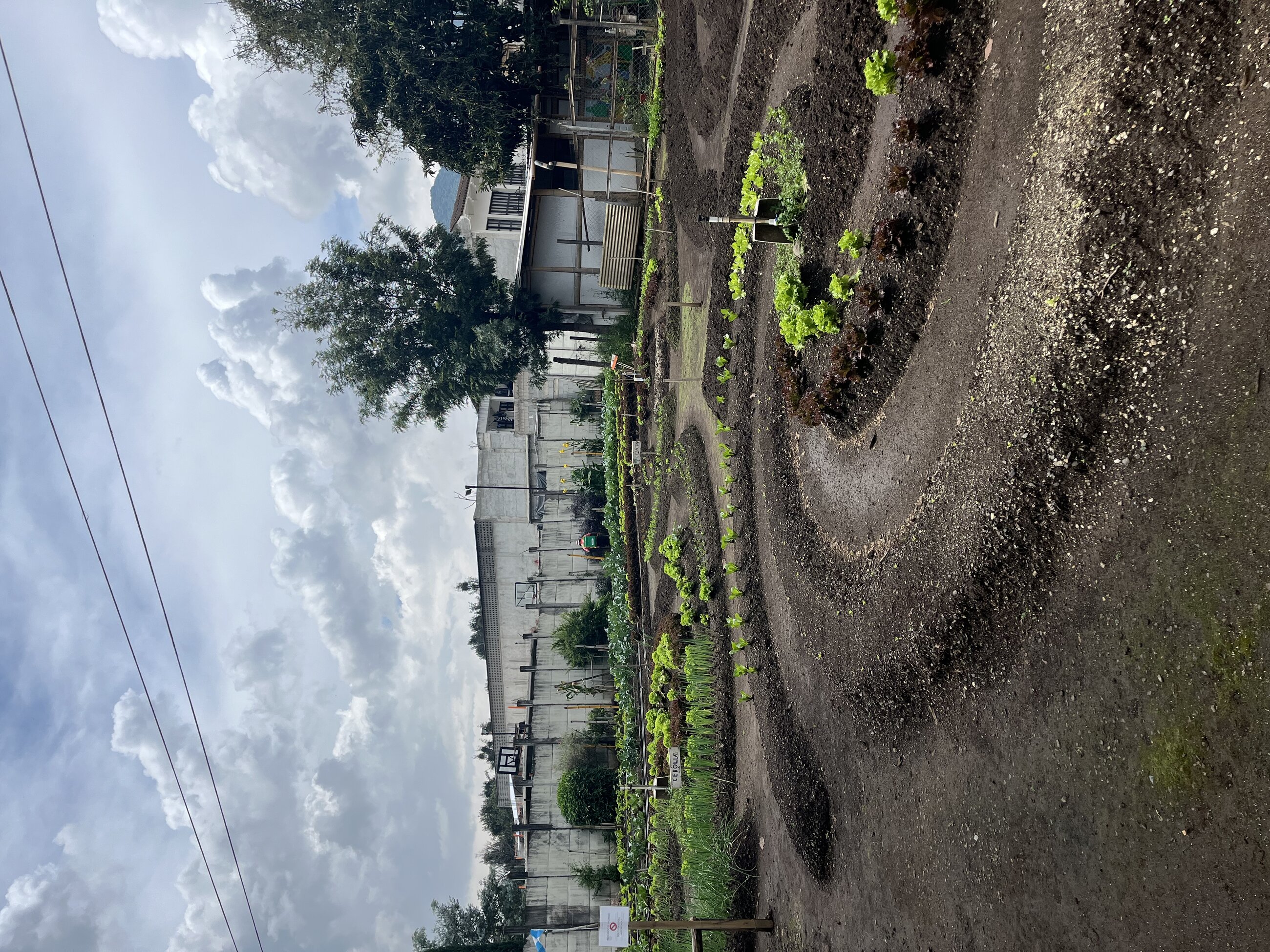 Eco Farms Mayan Farming Technique 