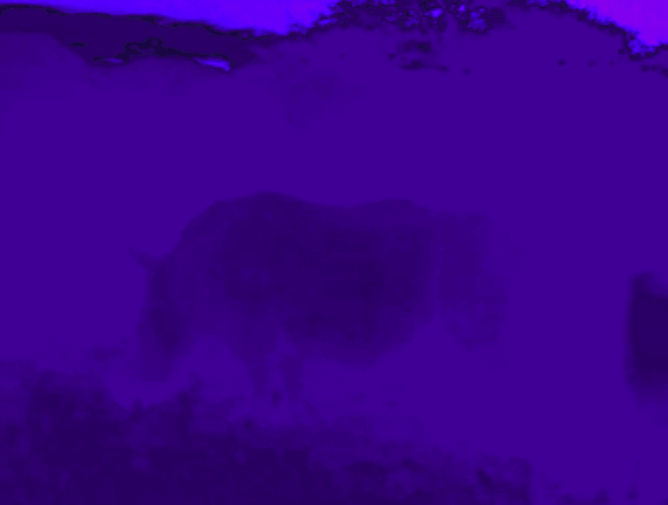 Black rhino caught on stop motion camera