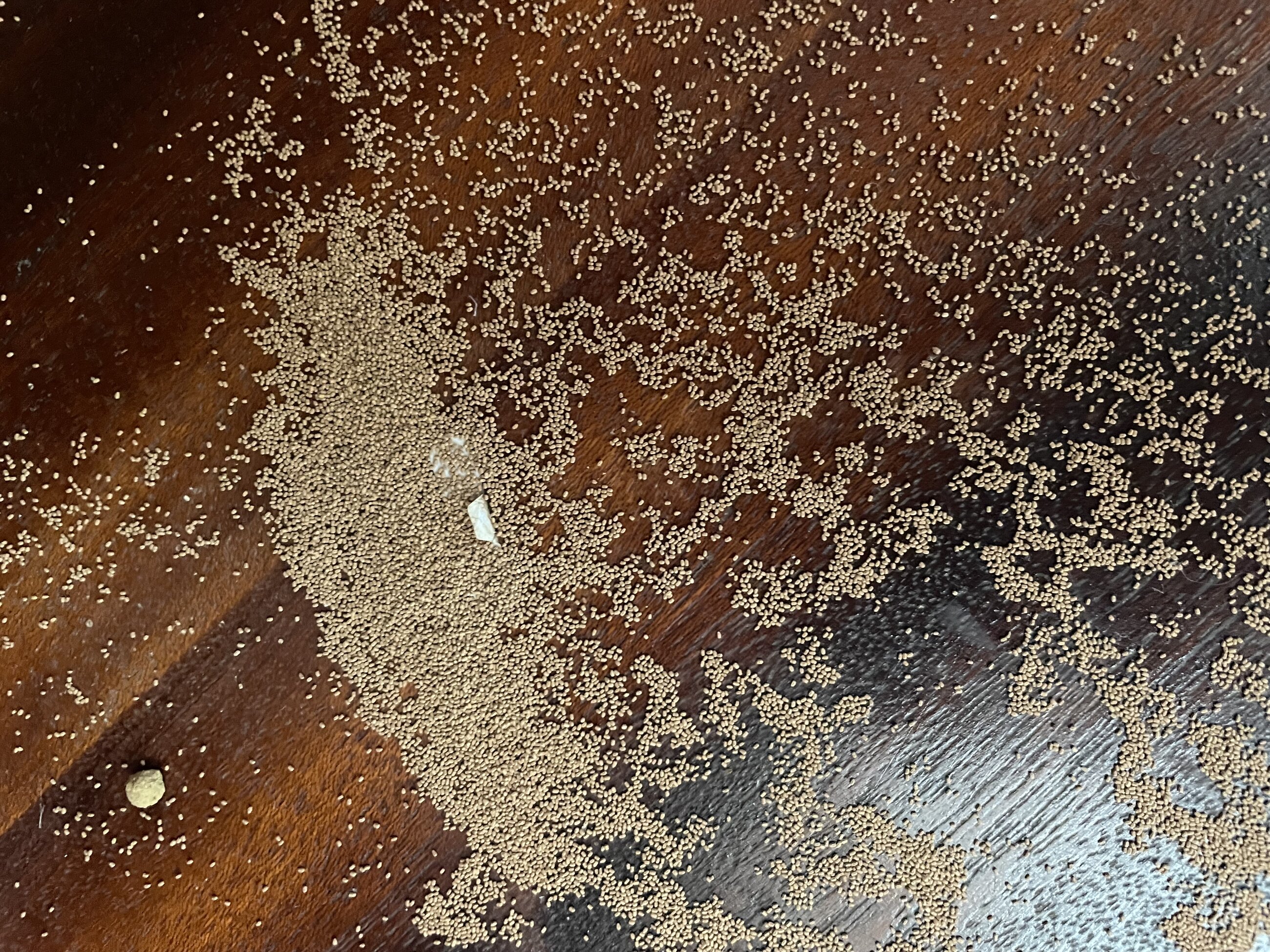 Termintes and rat poo on the kitchen surfaces, bedrooms and bathrooms 