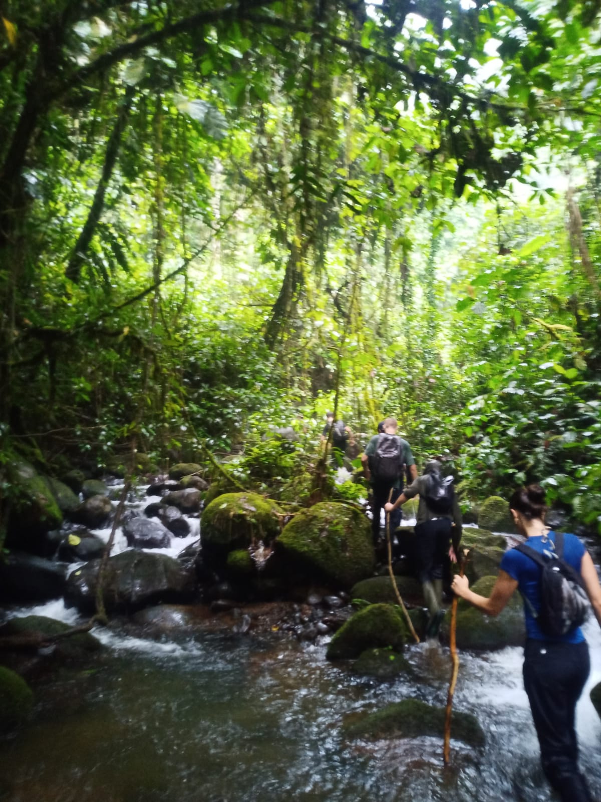 Jungle hike 