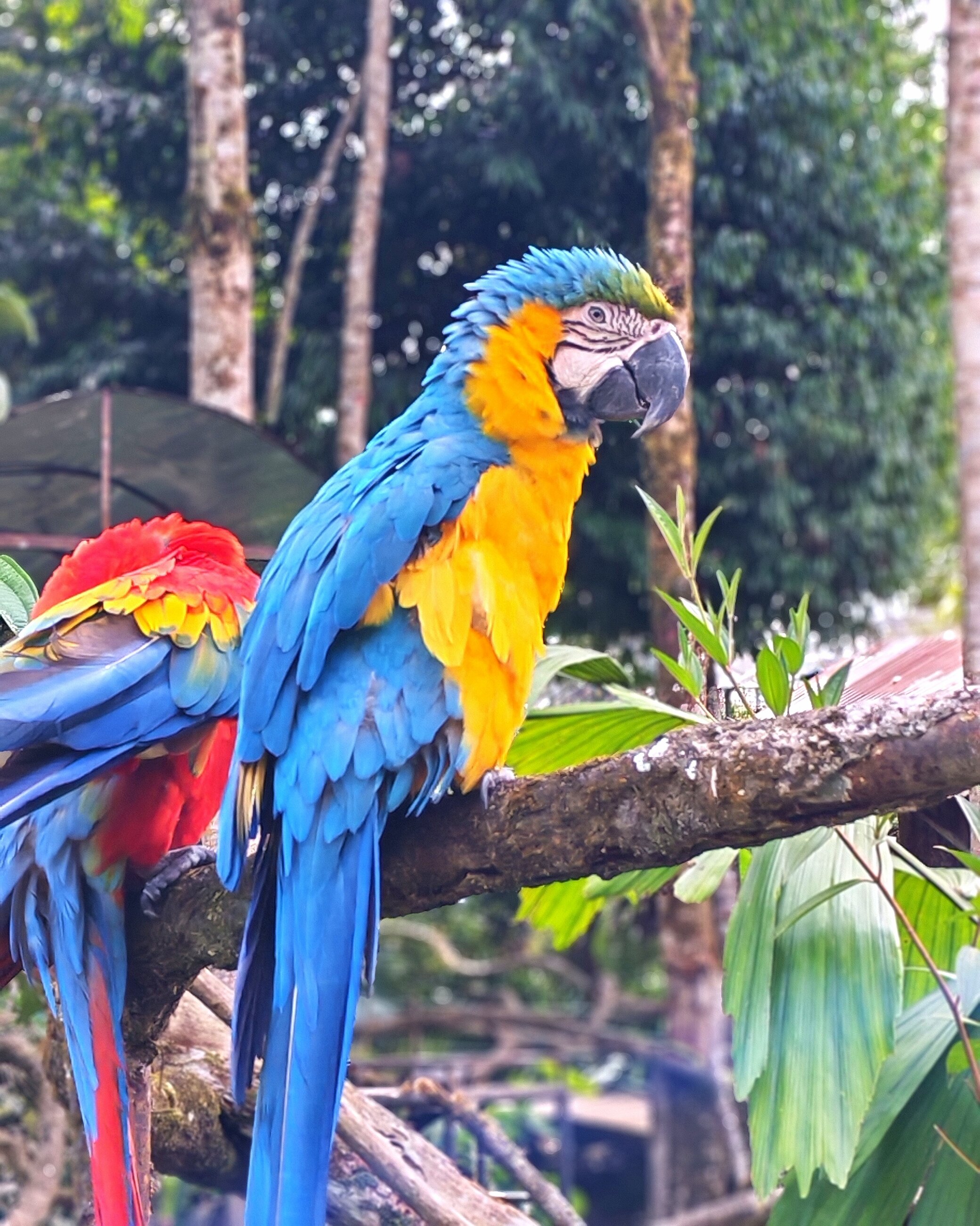 Beautiful birds 