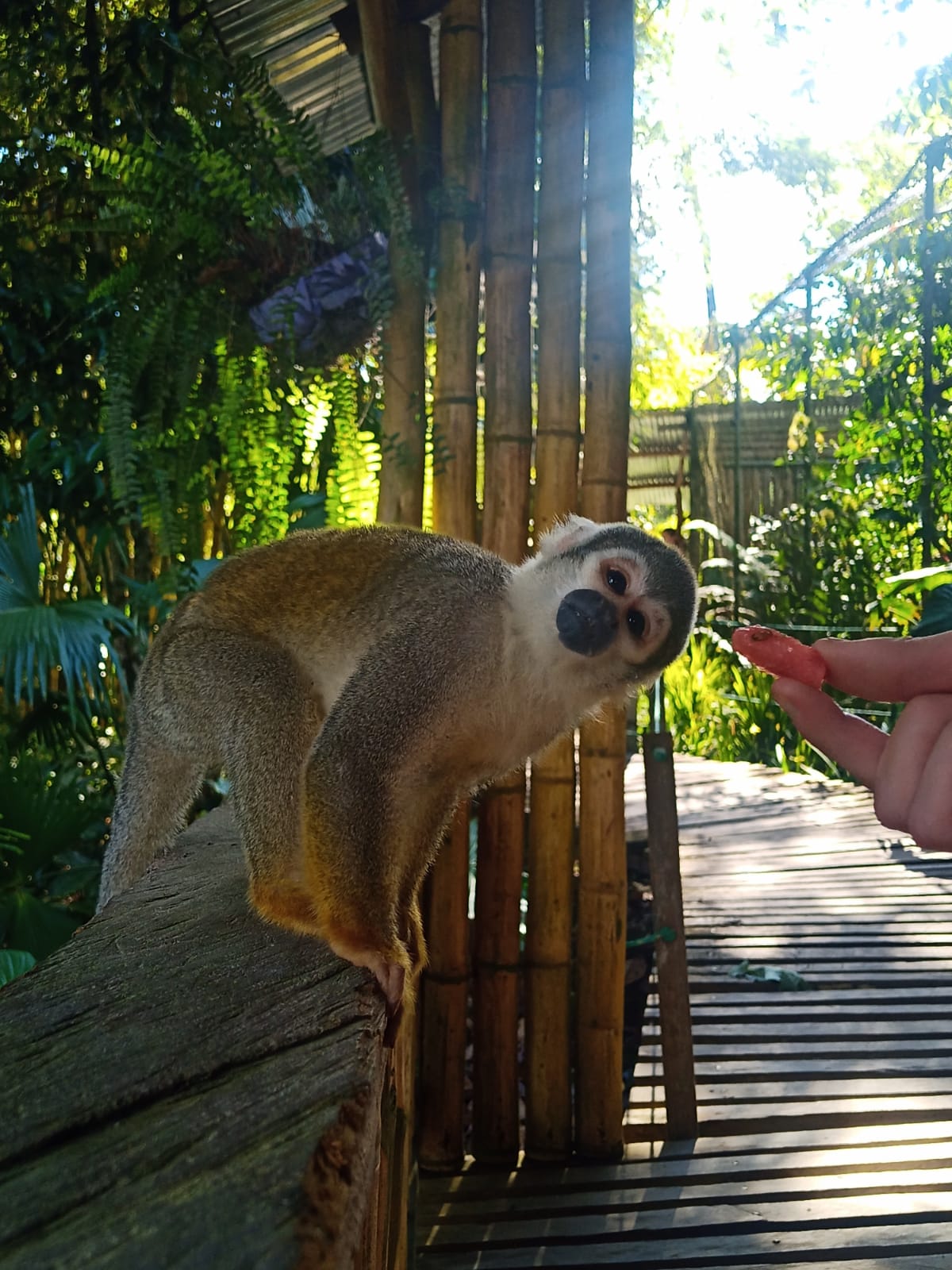 More animals 