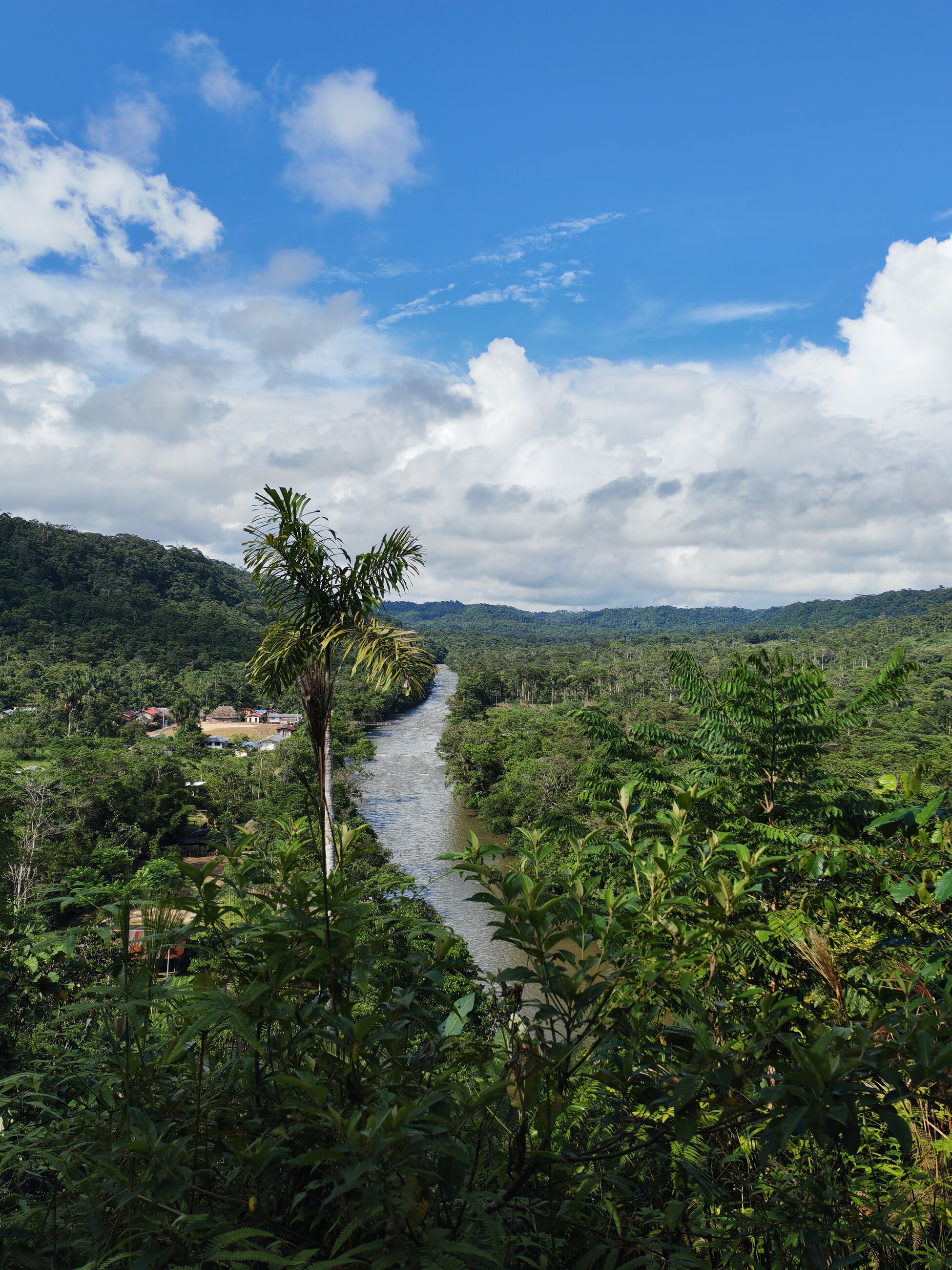 Jungle view 