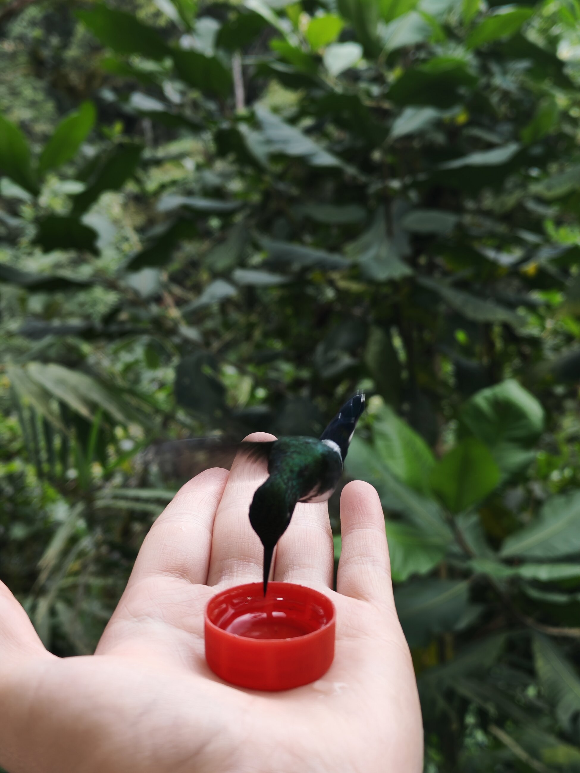 Feeding hummingbird s