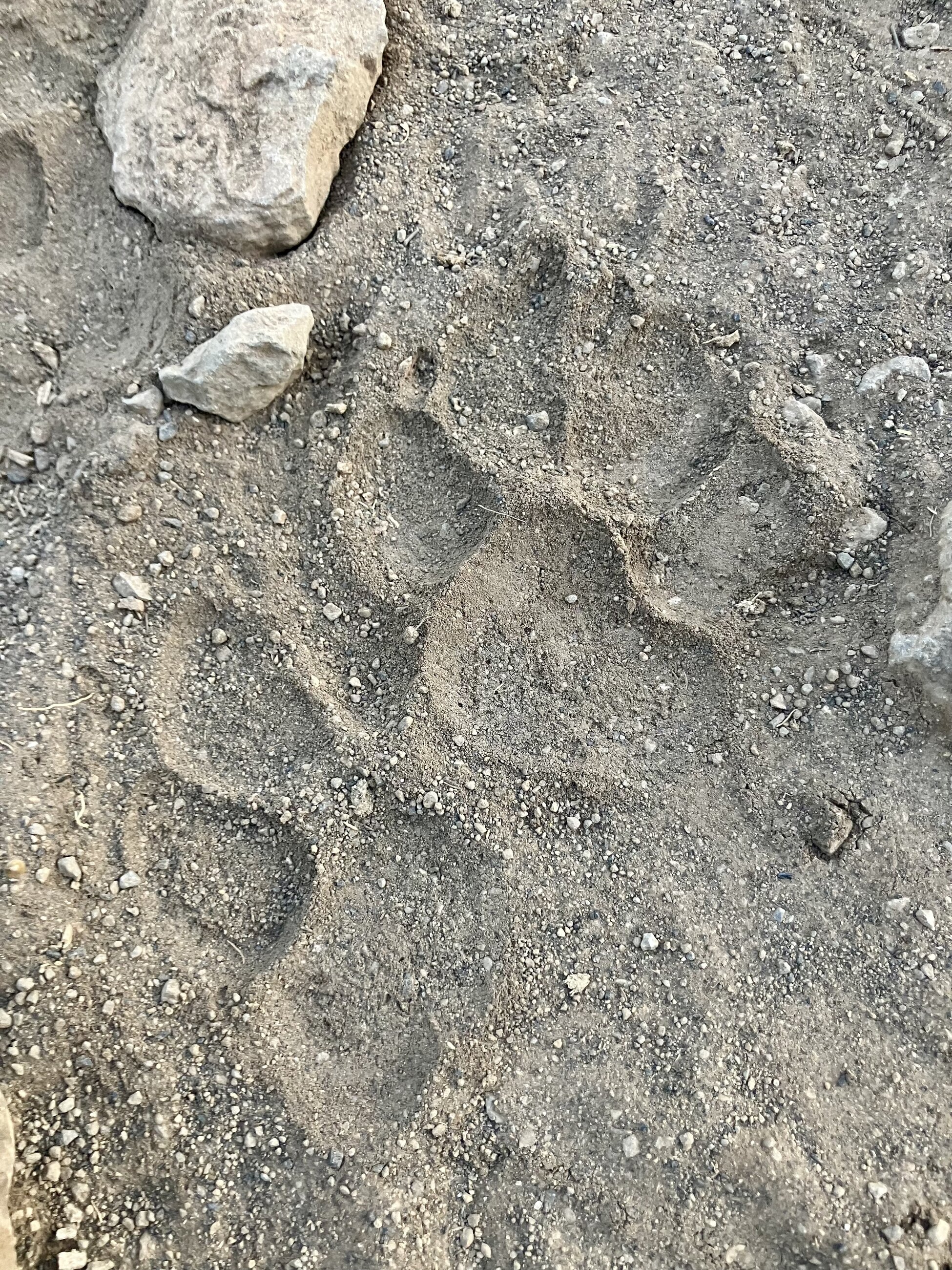 Hyena footprints