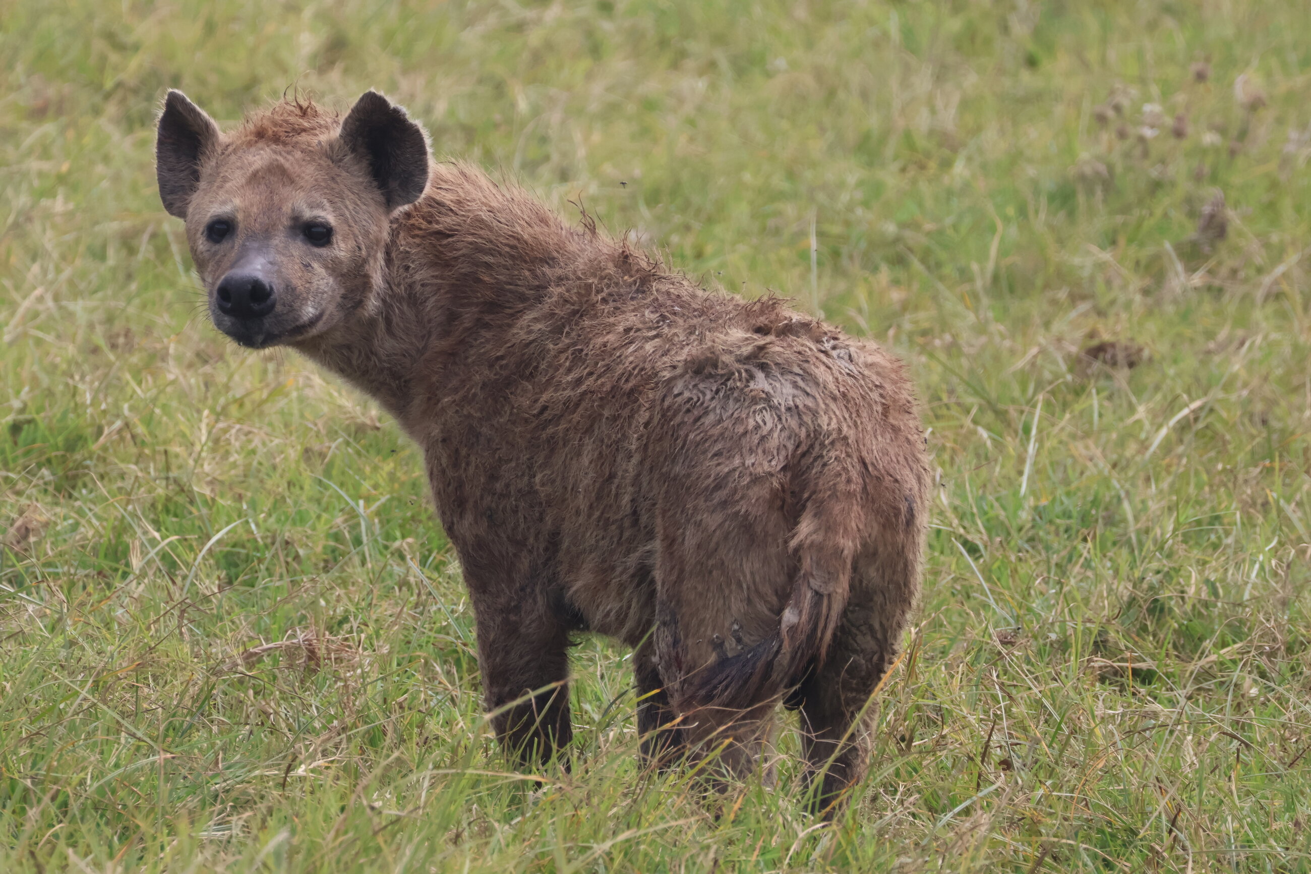 Hyena in Ngorongoro Crater