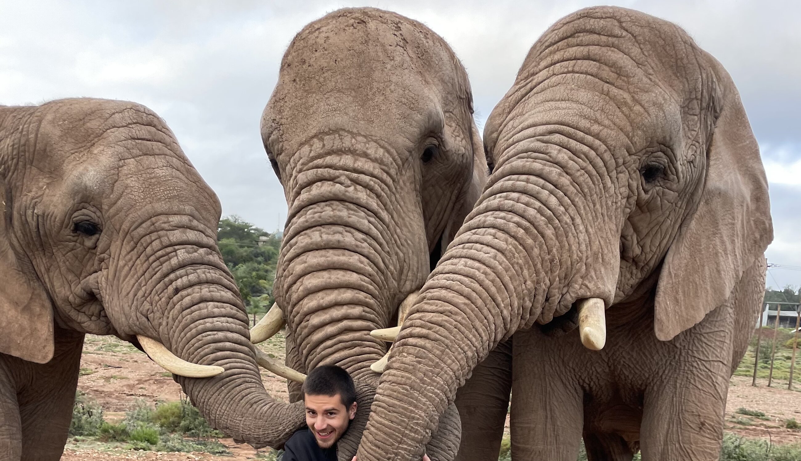 Hugging Elephants