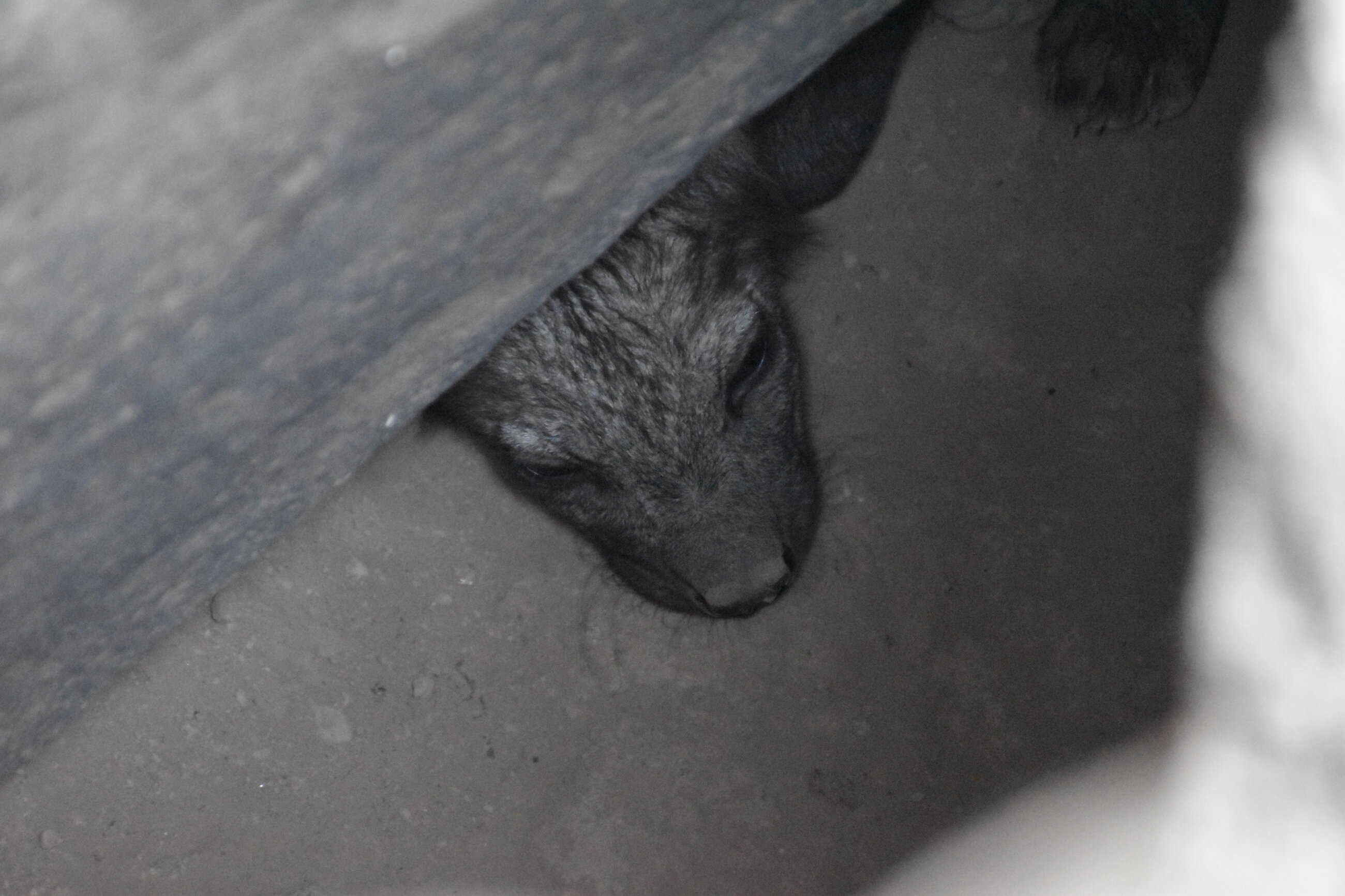 Cute hyena cub