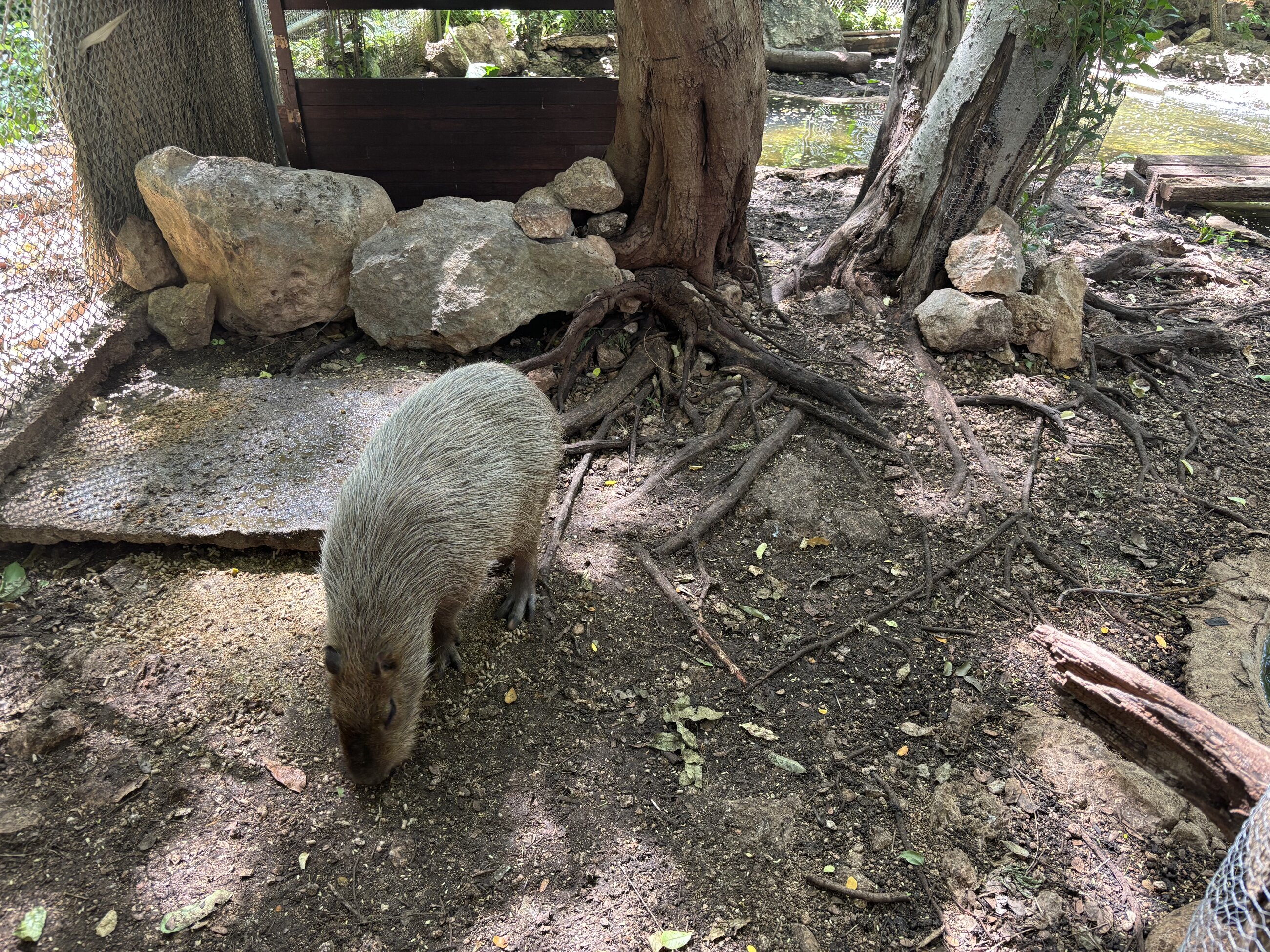 Capybara