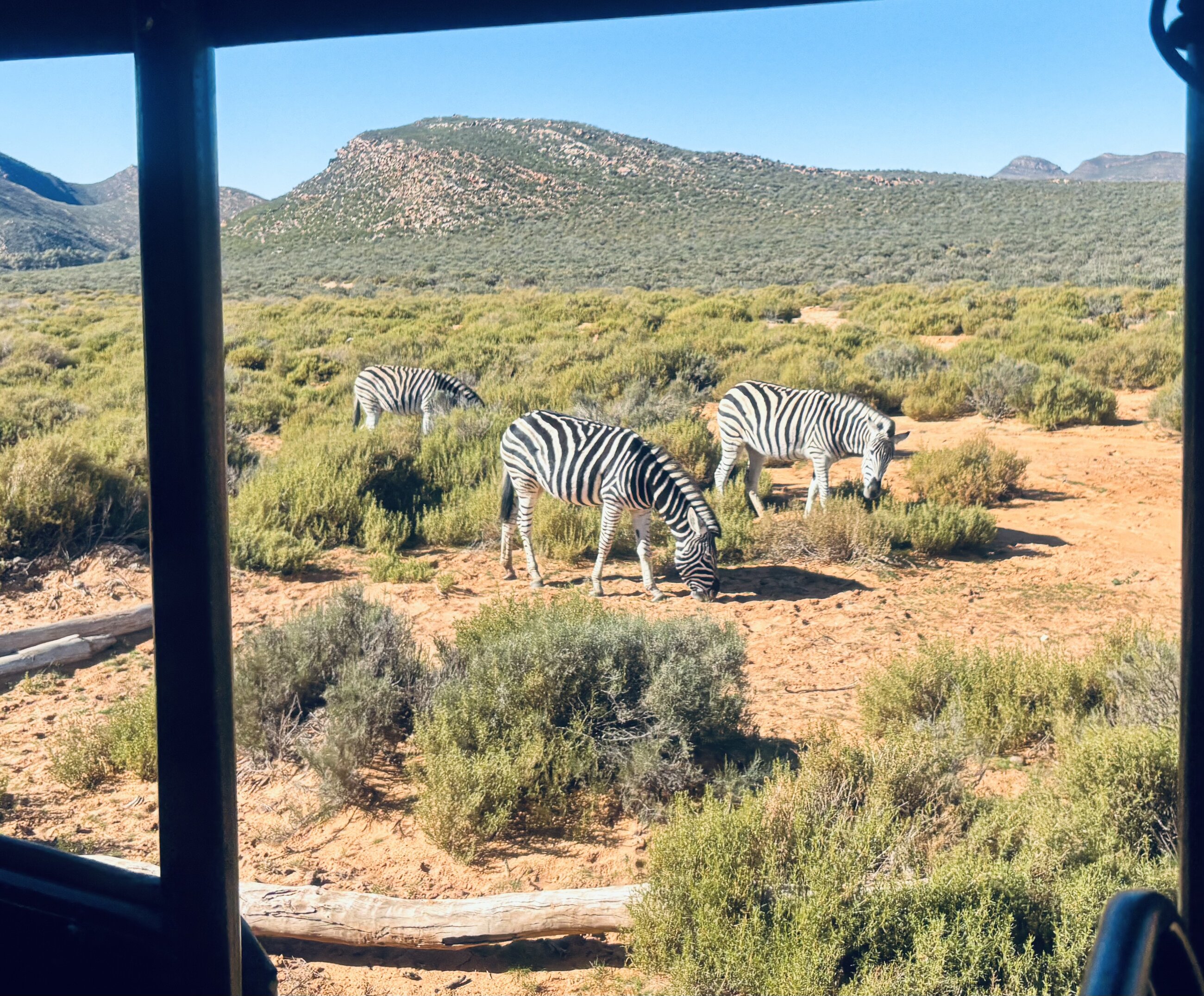 Zebra on Safari in the Garden Route