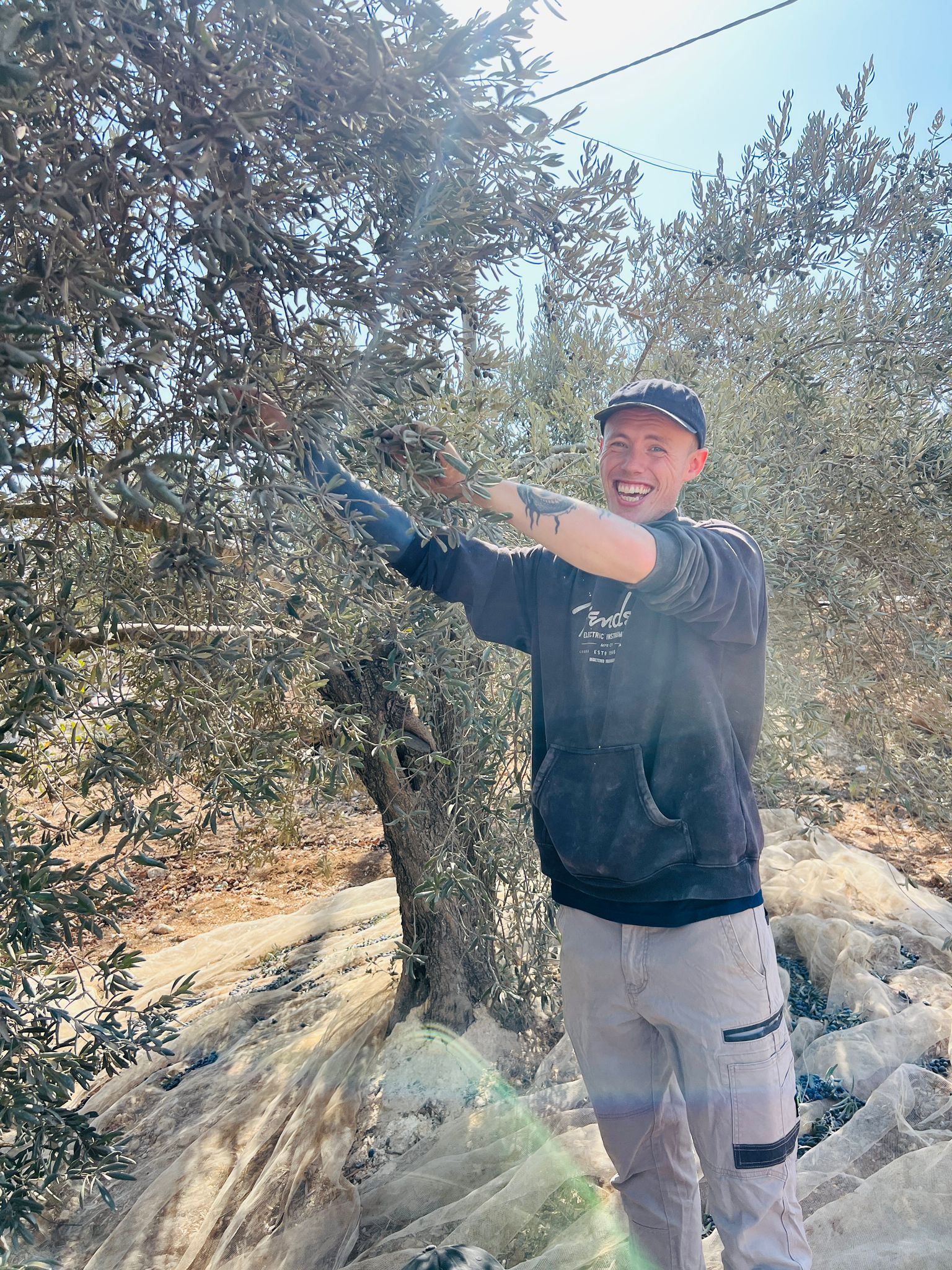 Picking Olives 