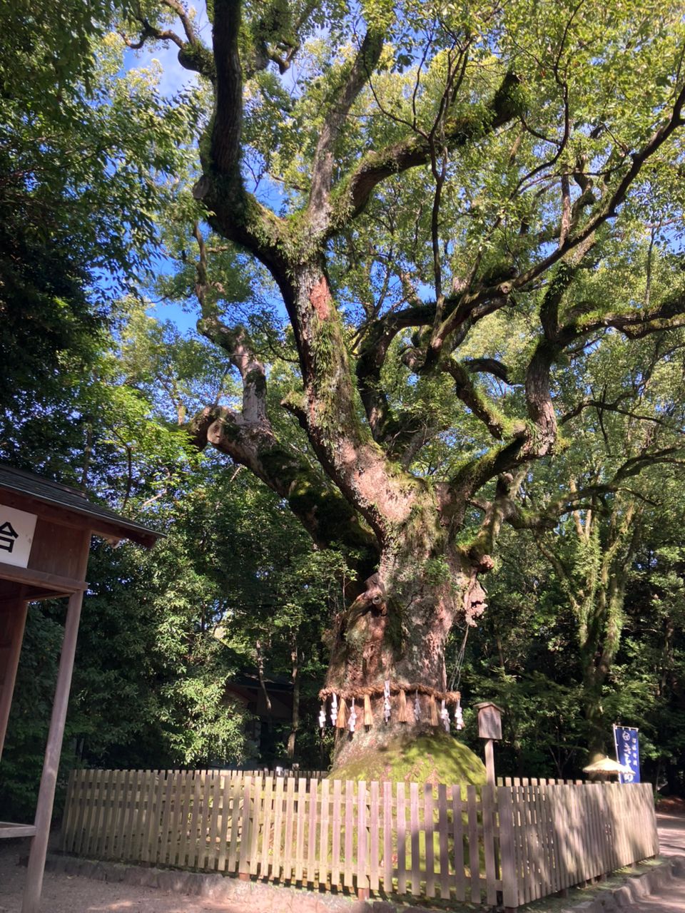 Snake god living in the tree