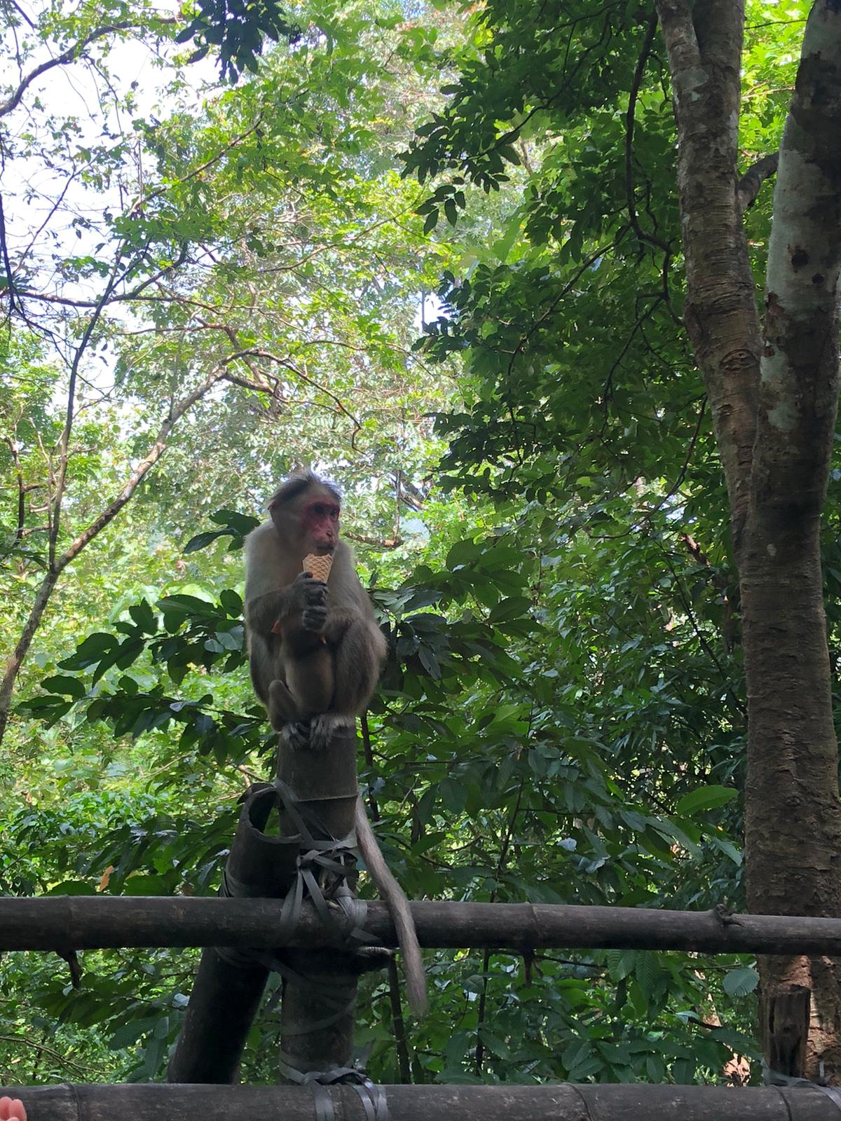 Monkey