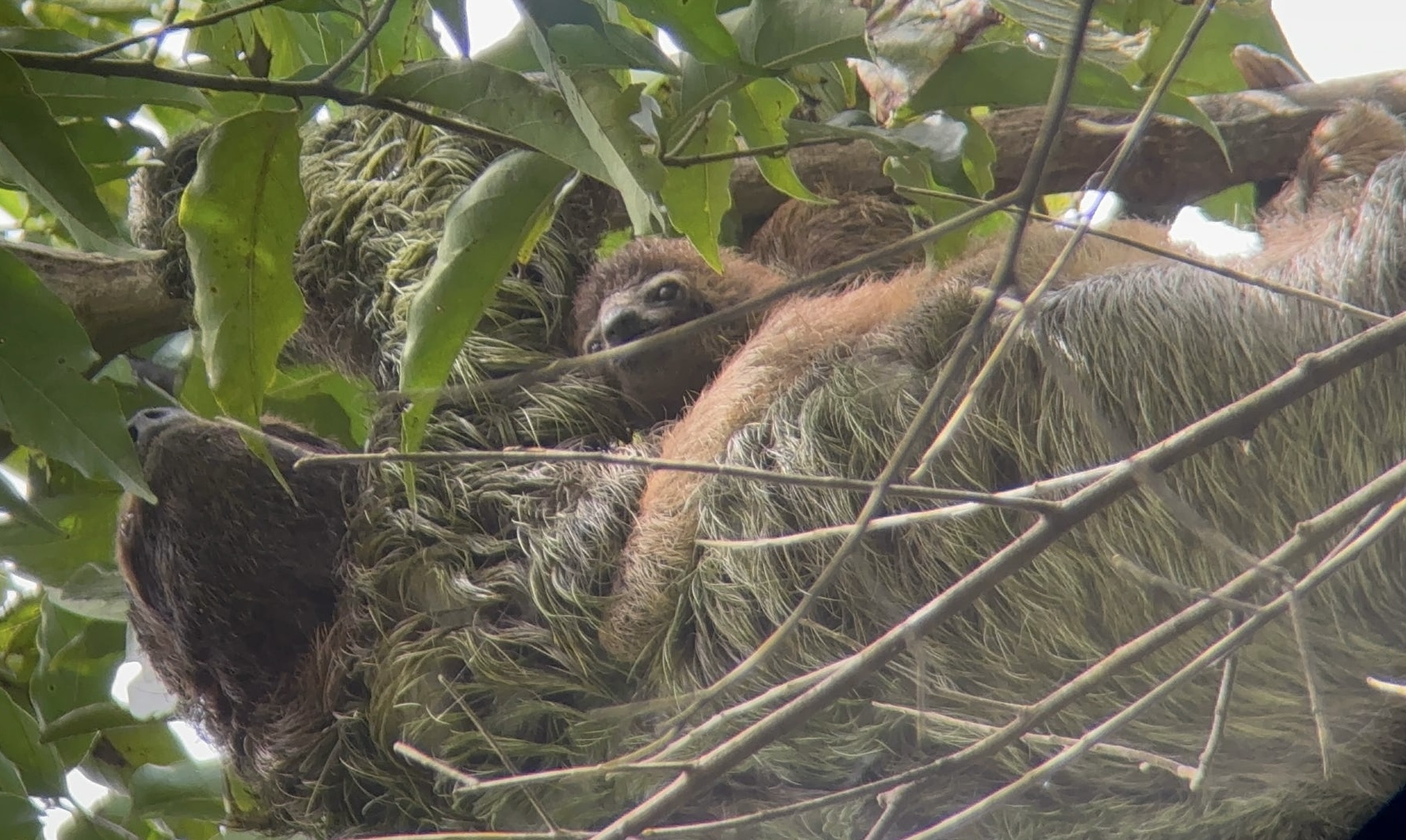 Sloth & baby 🦥 
