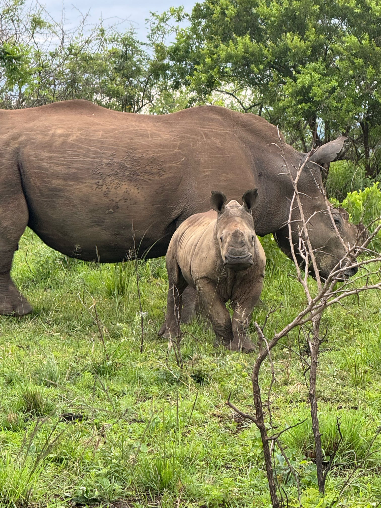 Safari