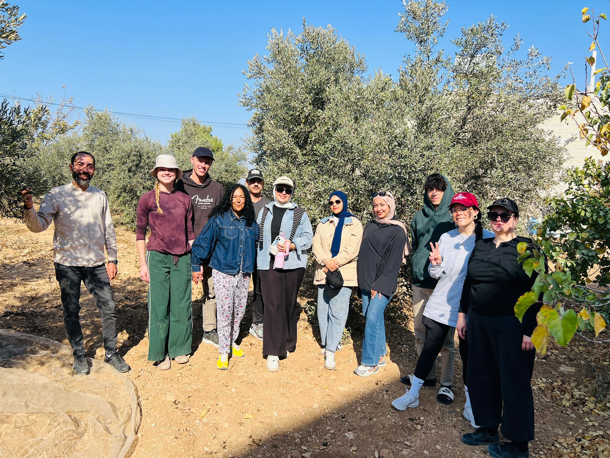 Picking olives 