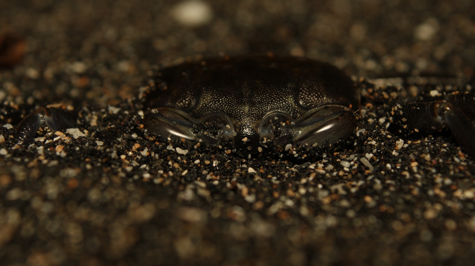 A crab that I found buried in the sand during a night walk at the campground we were at.