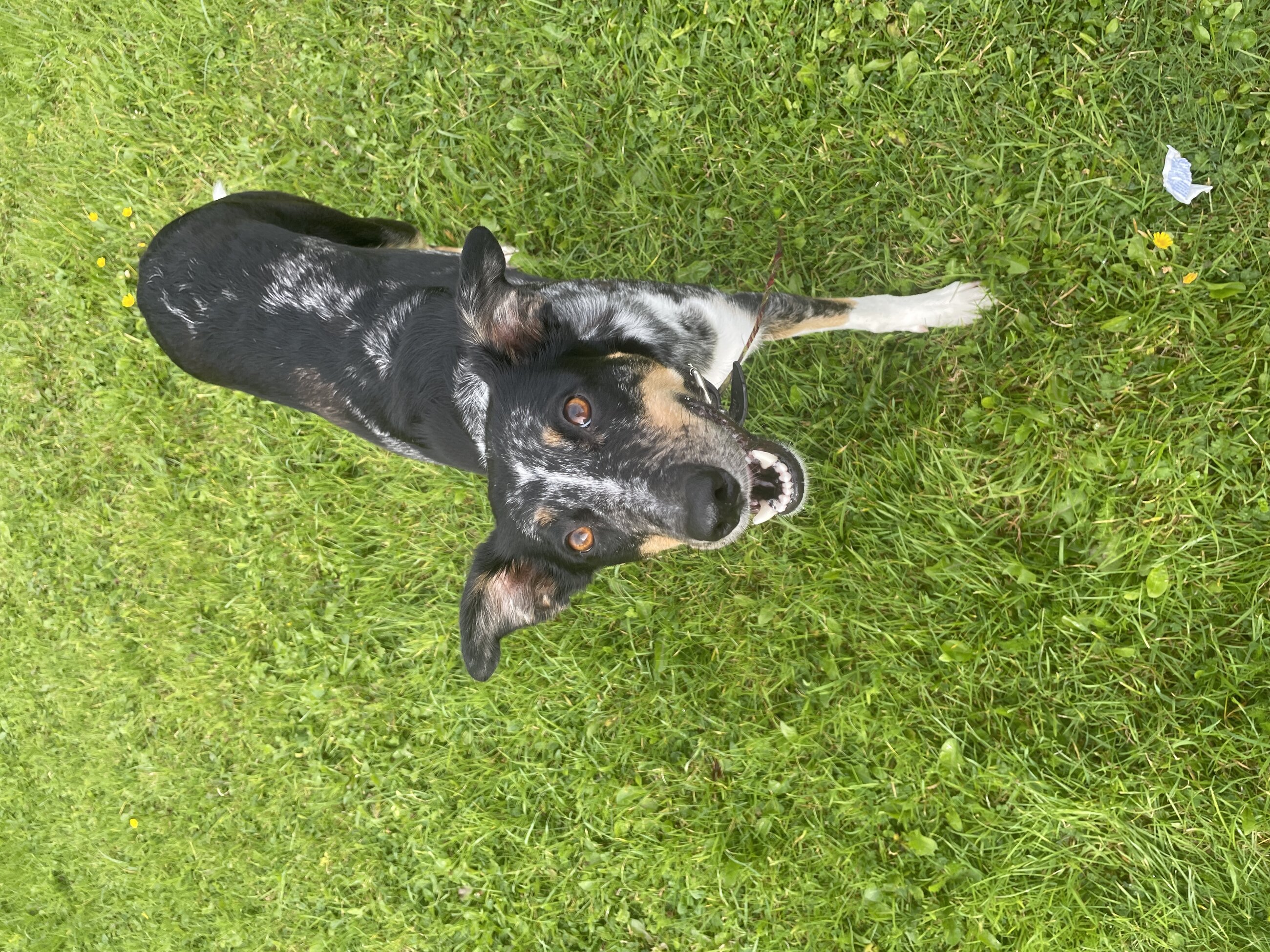 Our leaders dog