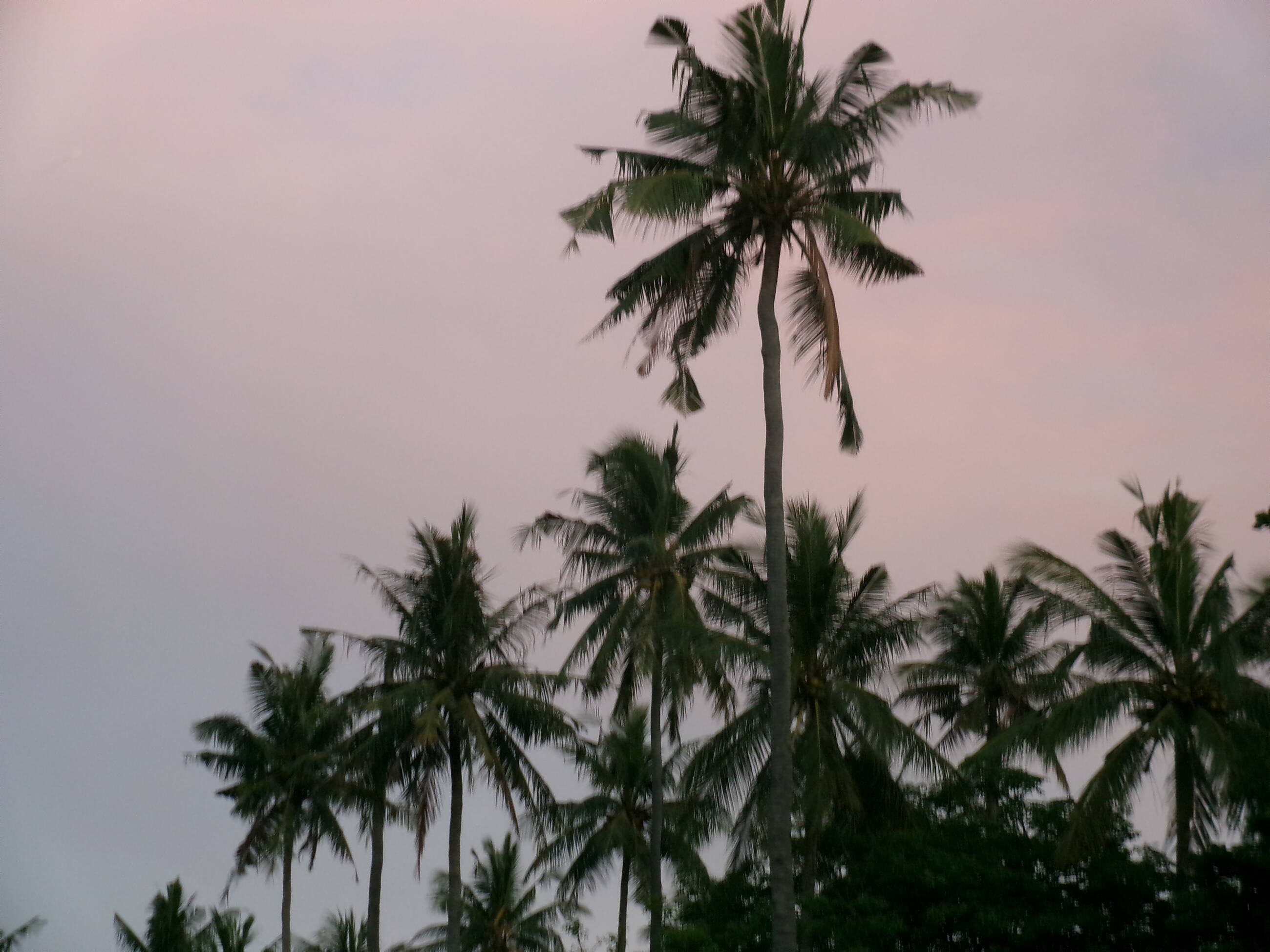 palm trees at sunset