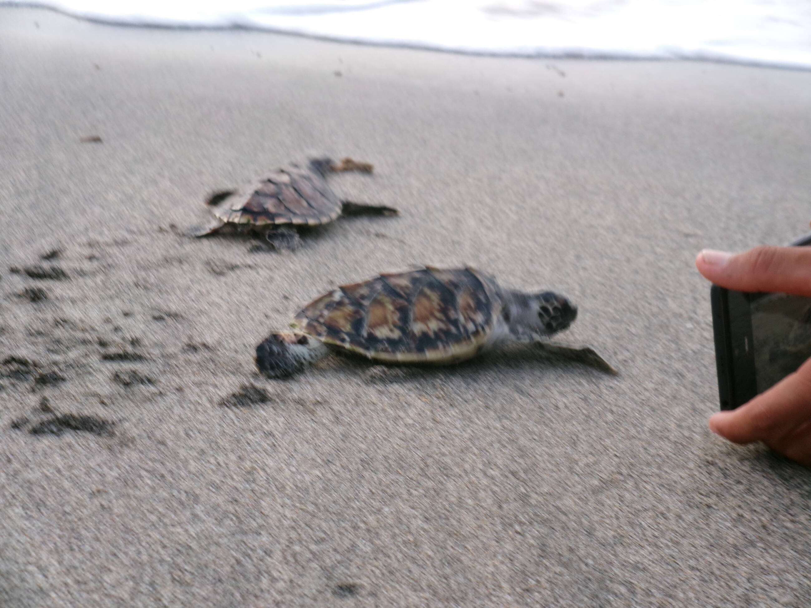 turtles