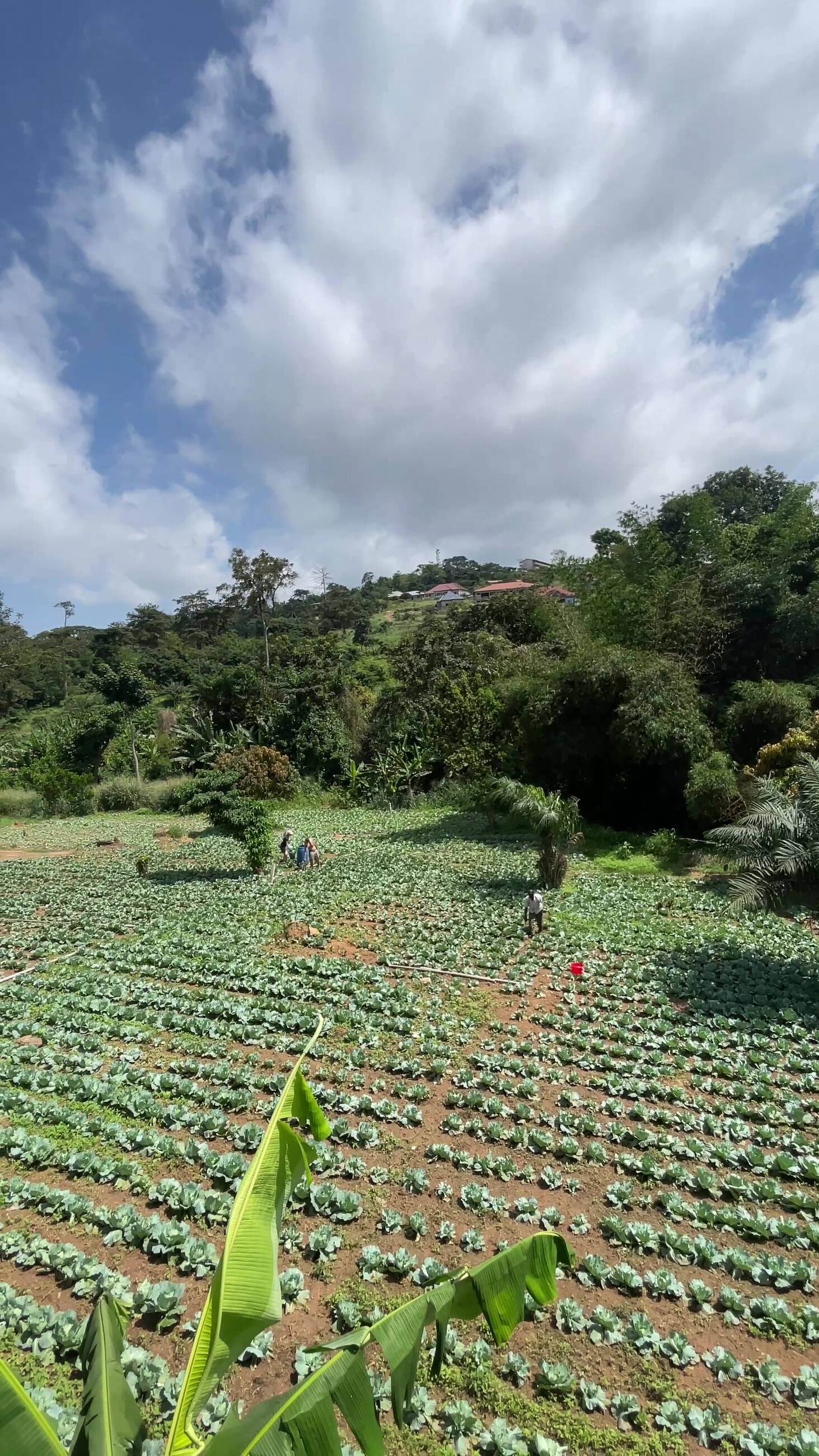 Farm