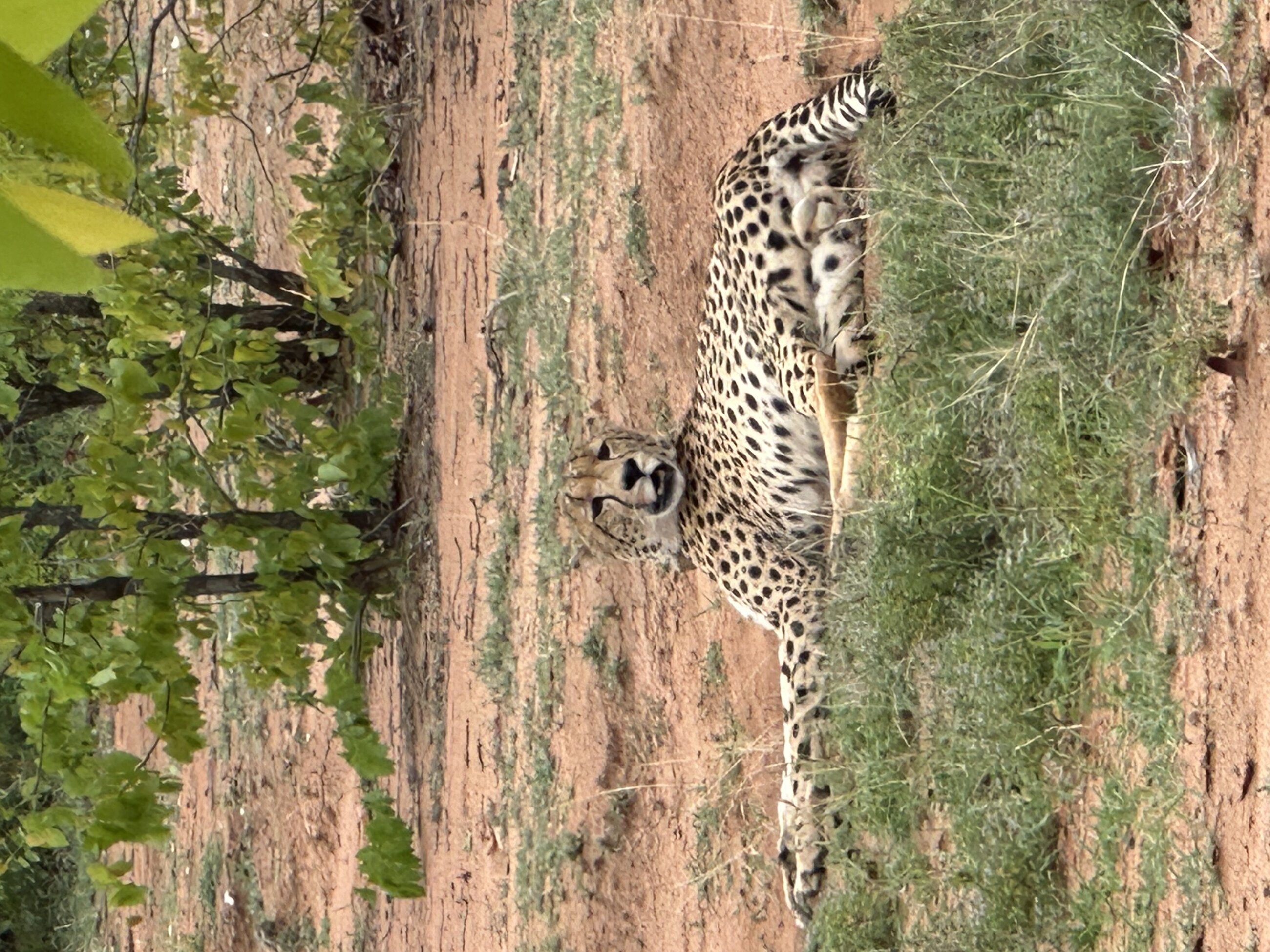 Cheetah