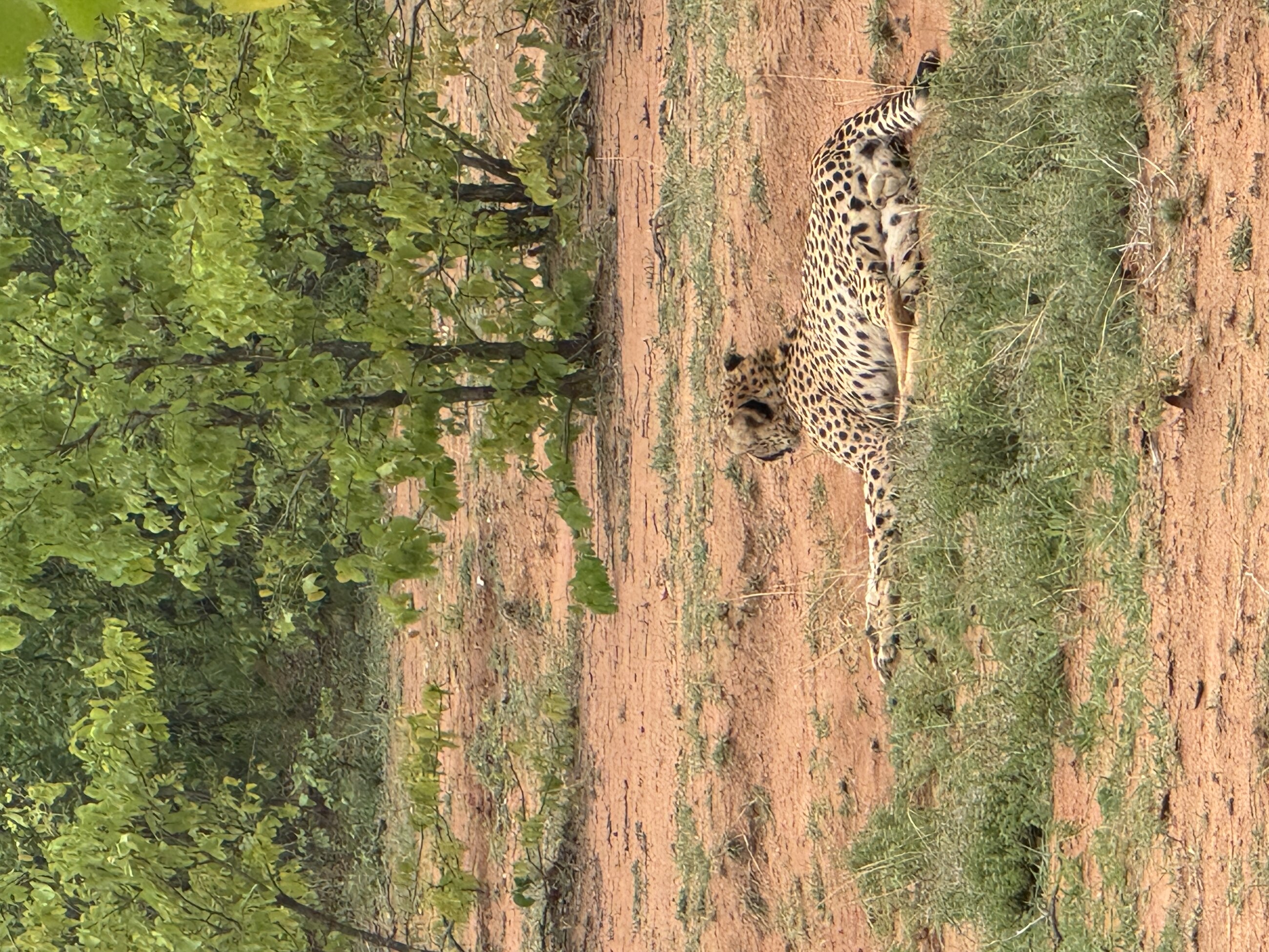 Cheetah!