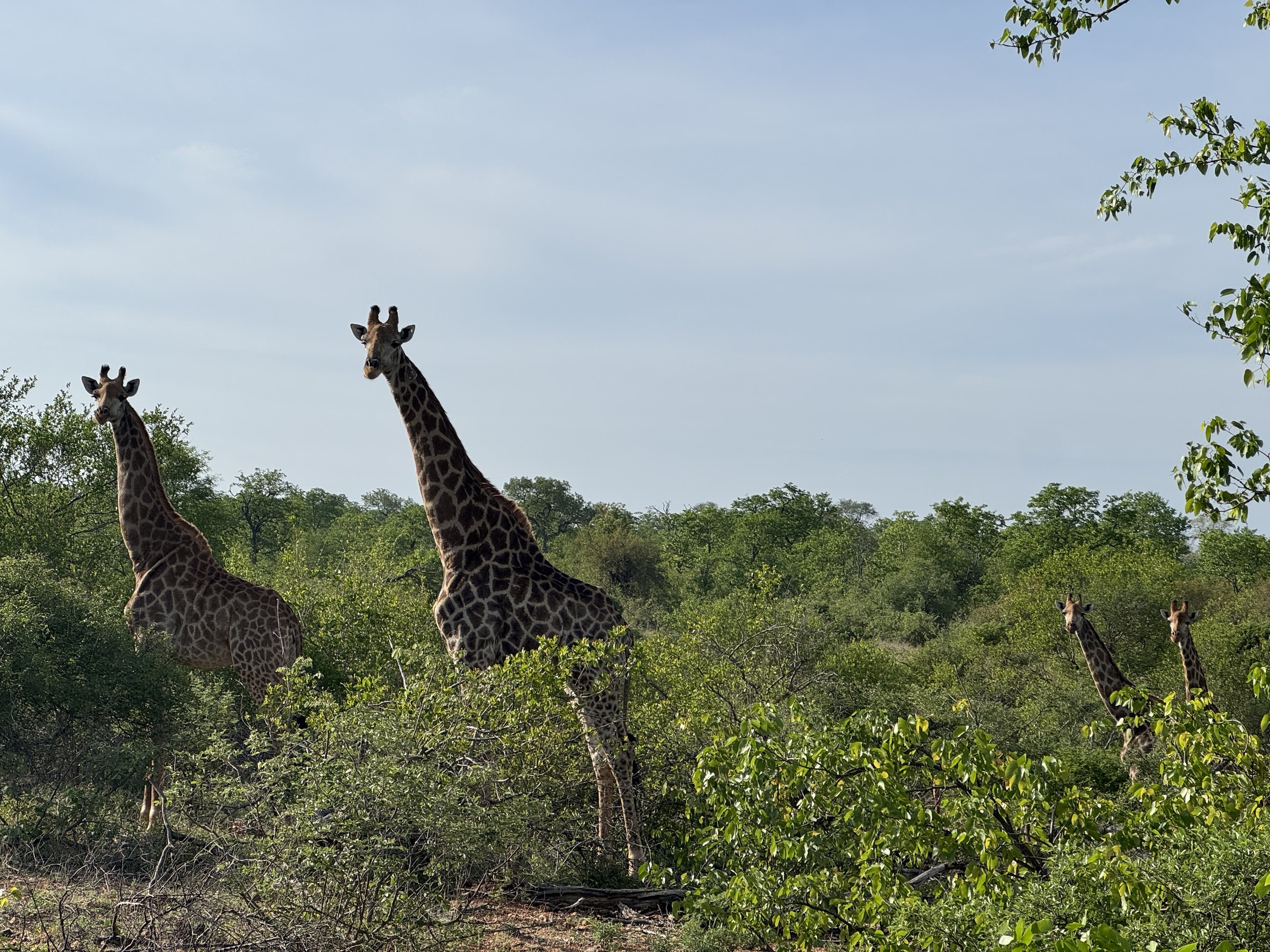 Giraffe