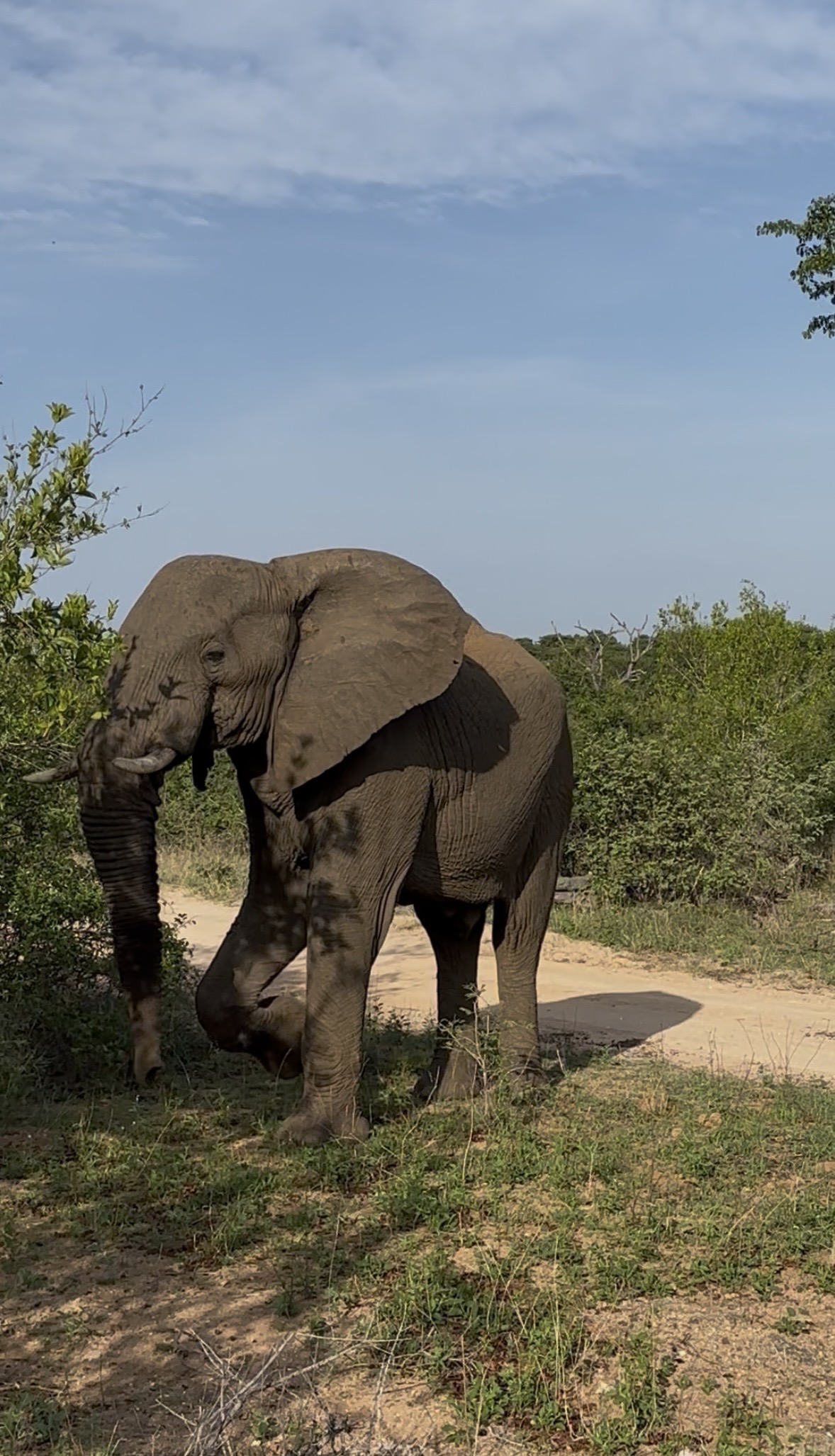 elephant
