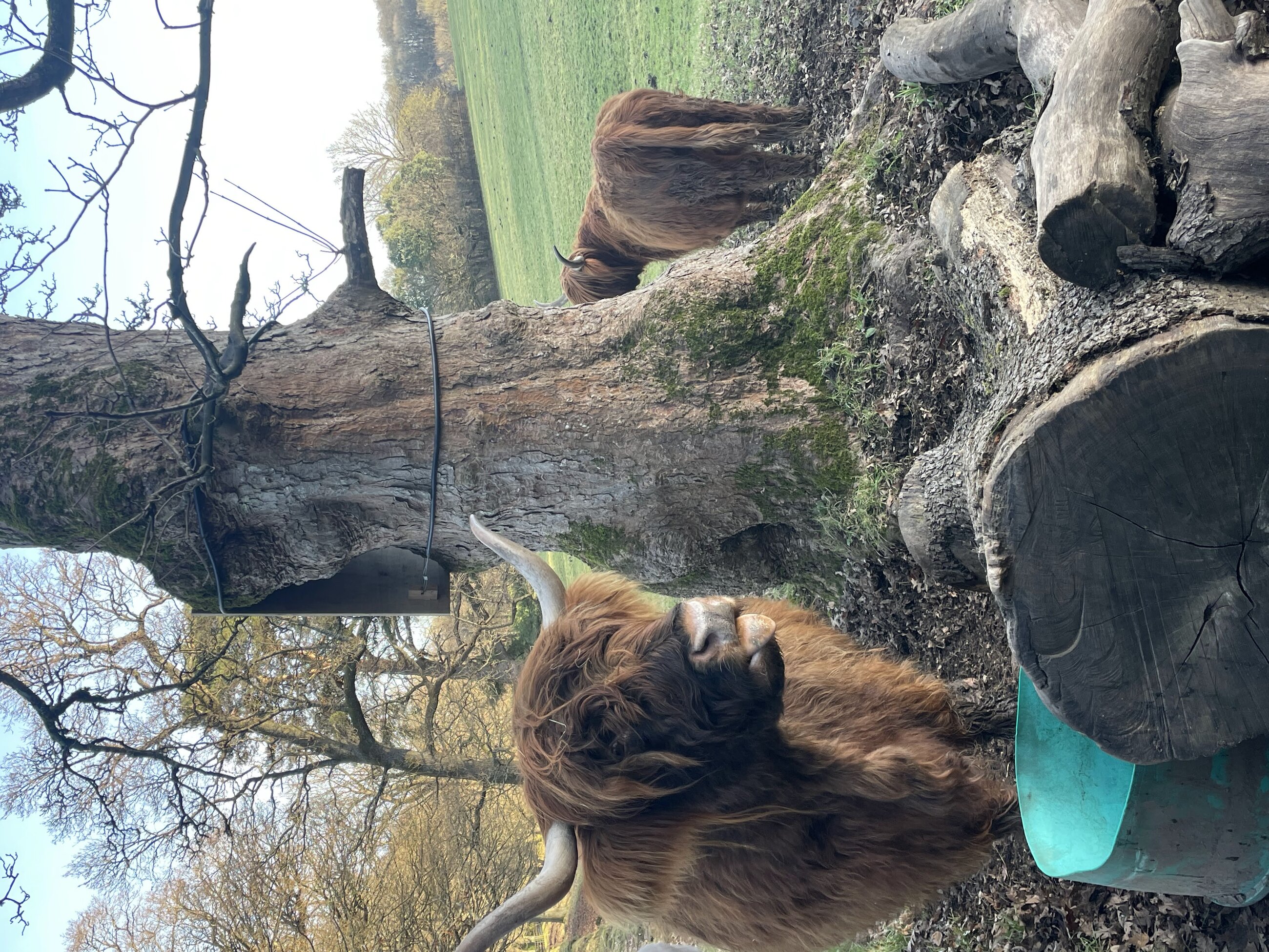 The Highland coo's in Pollok Park a few miles from the University of Glasgow