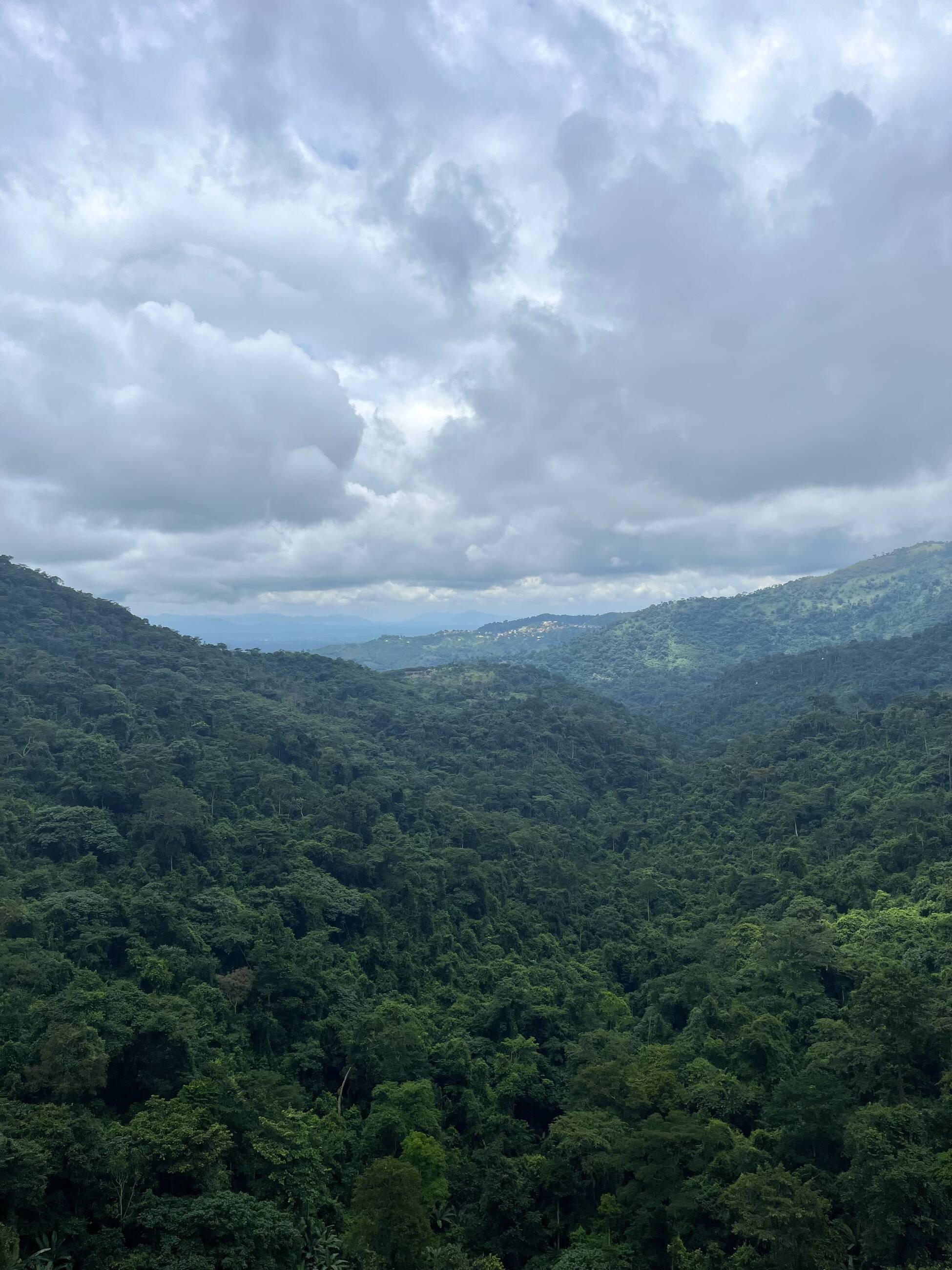 Rainforest
