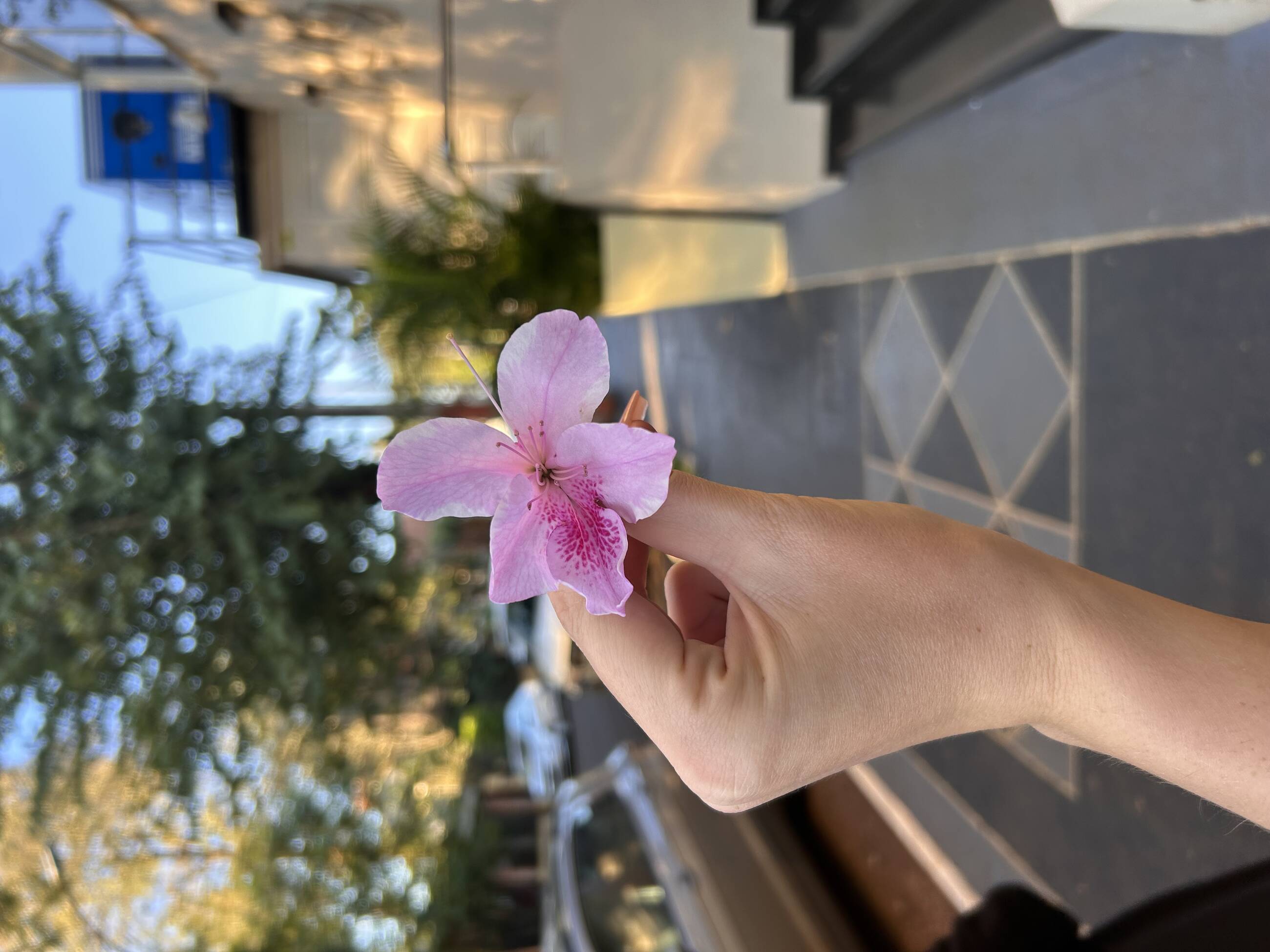 Flower in Uruguay 