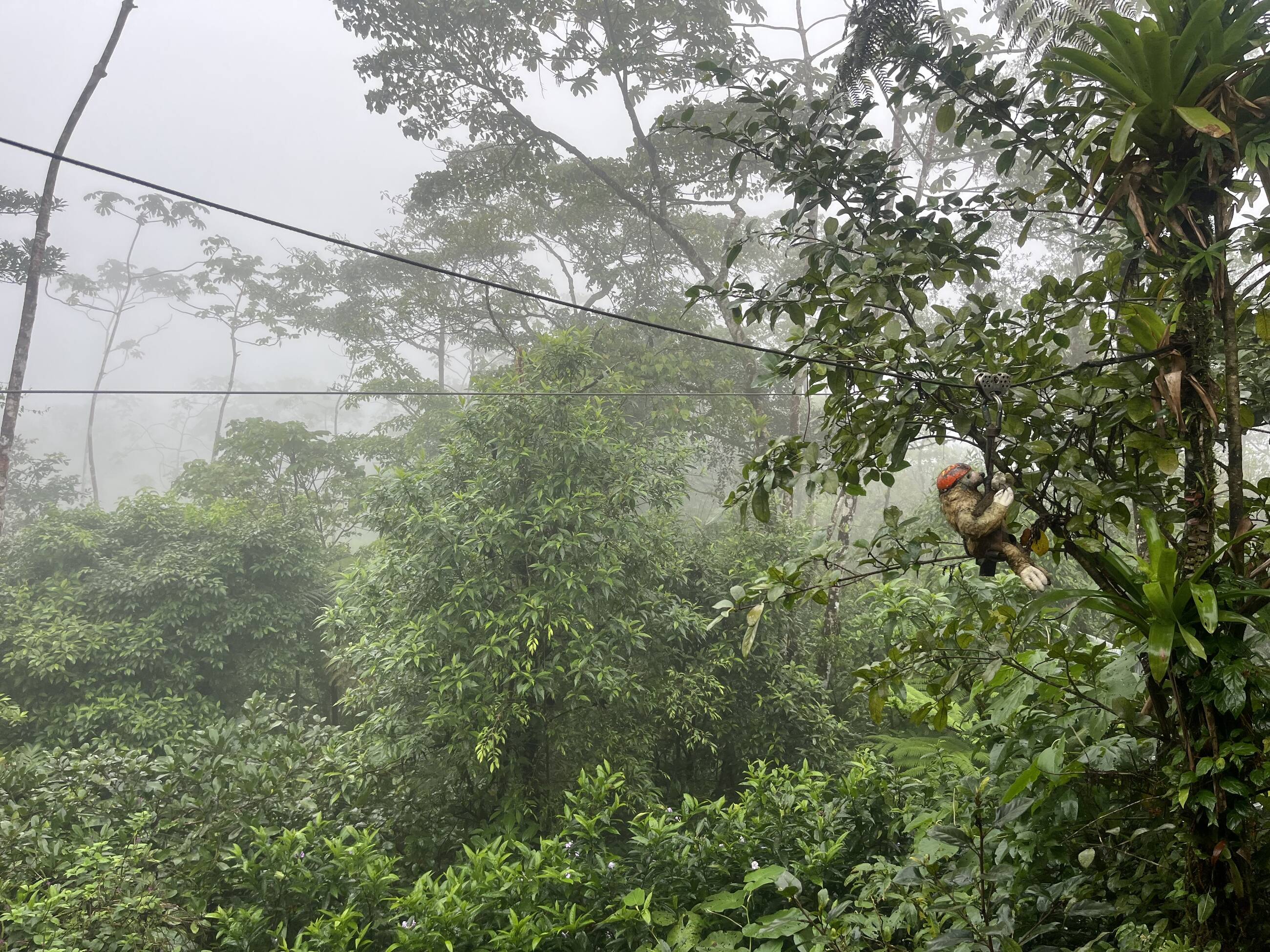 Ziplining sloth