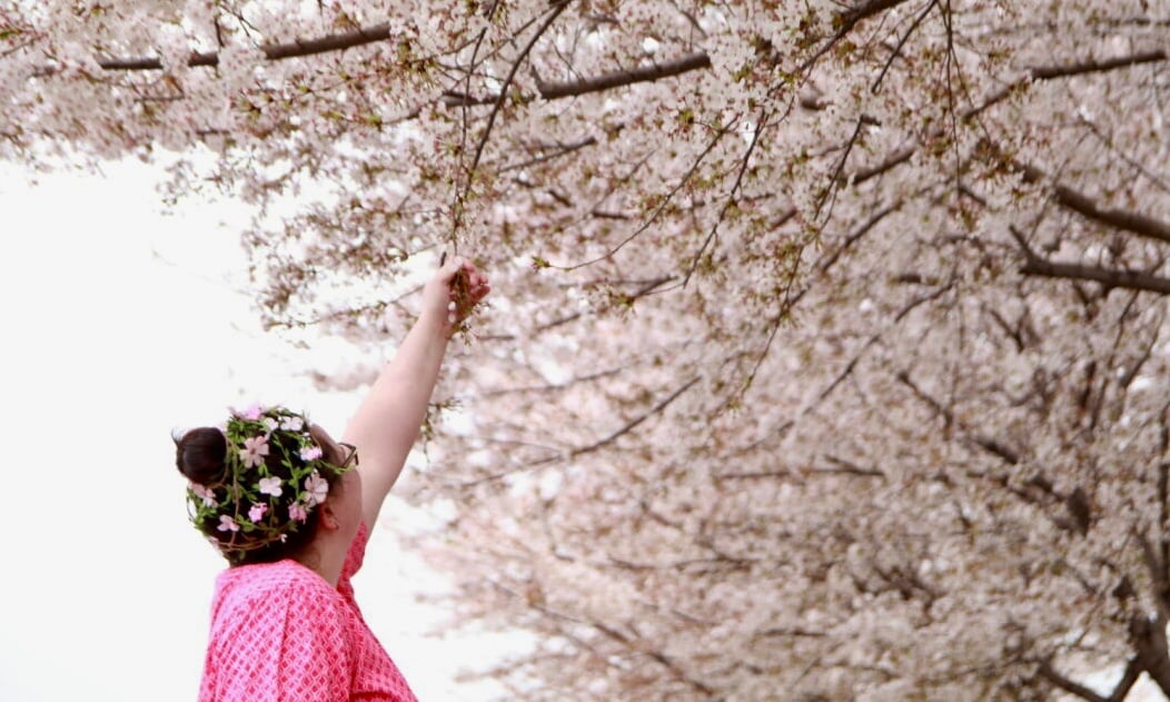 Cherry Blossoms