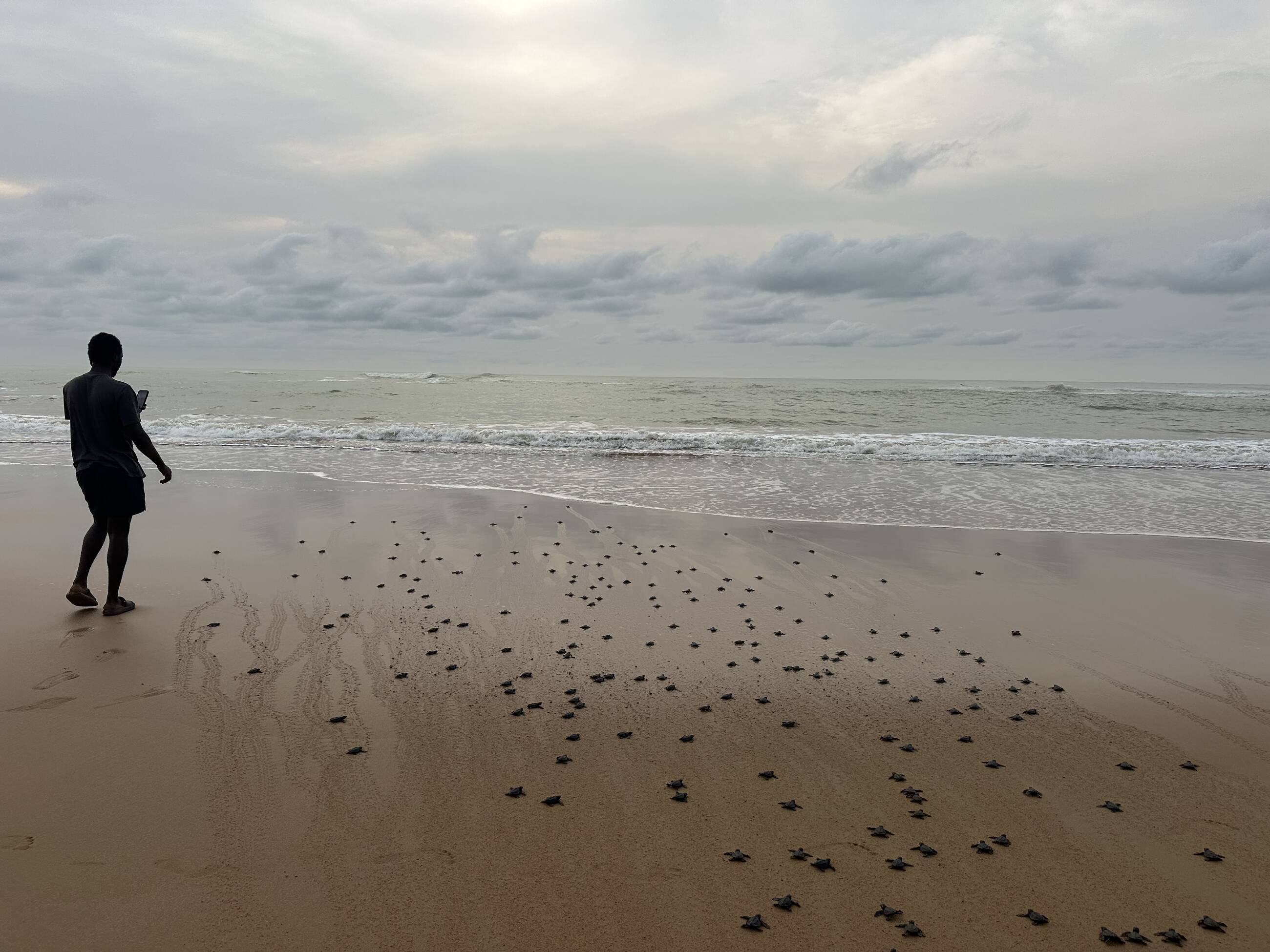 Releasing hatchlings 