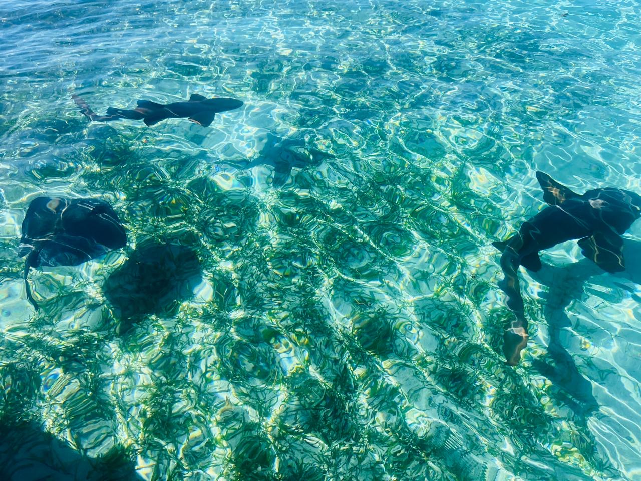 Swimming with nurse sharks and stingray!