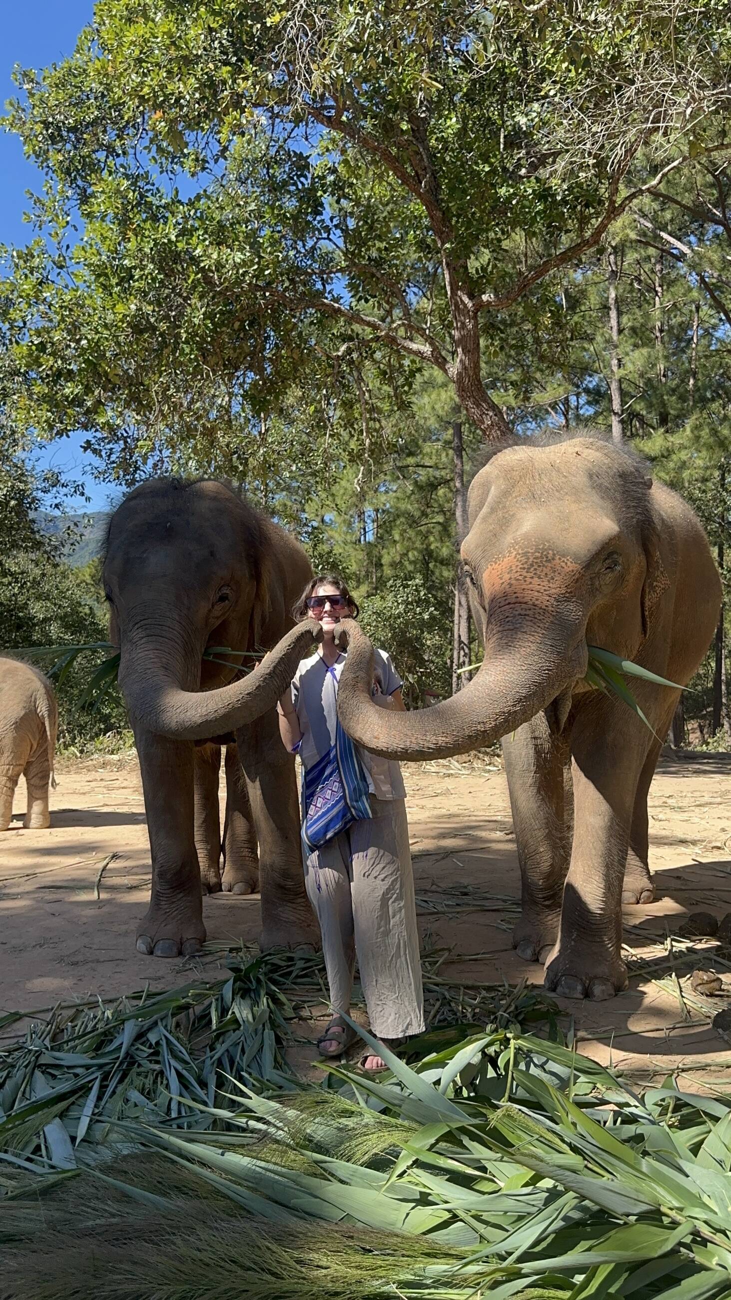 Elephant kiss