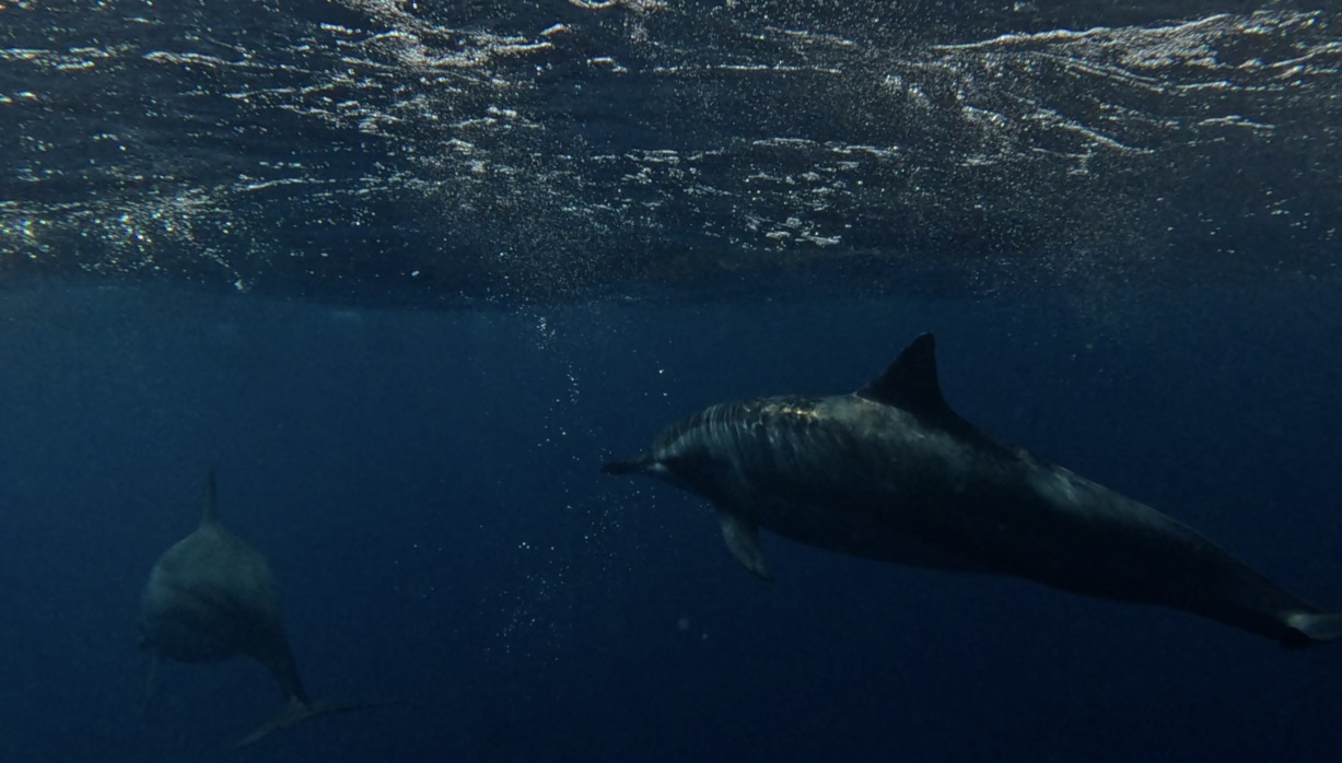 Dolphin Tour 